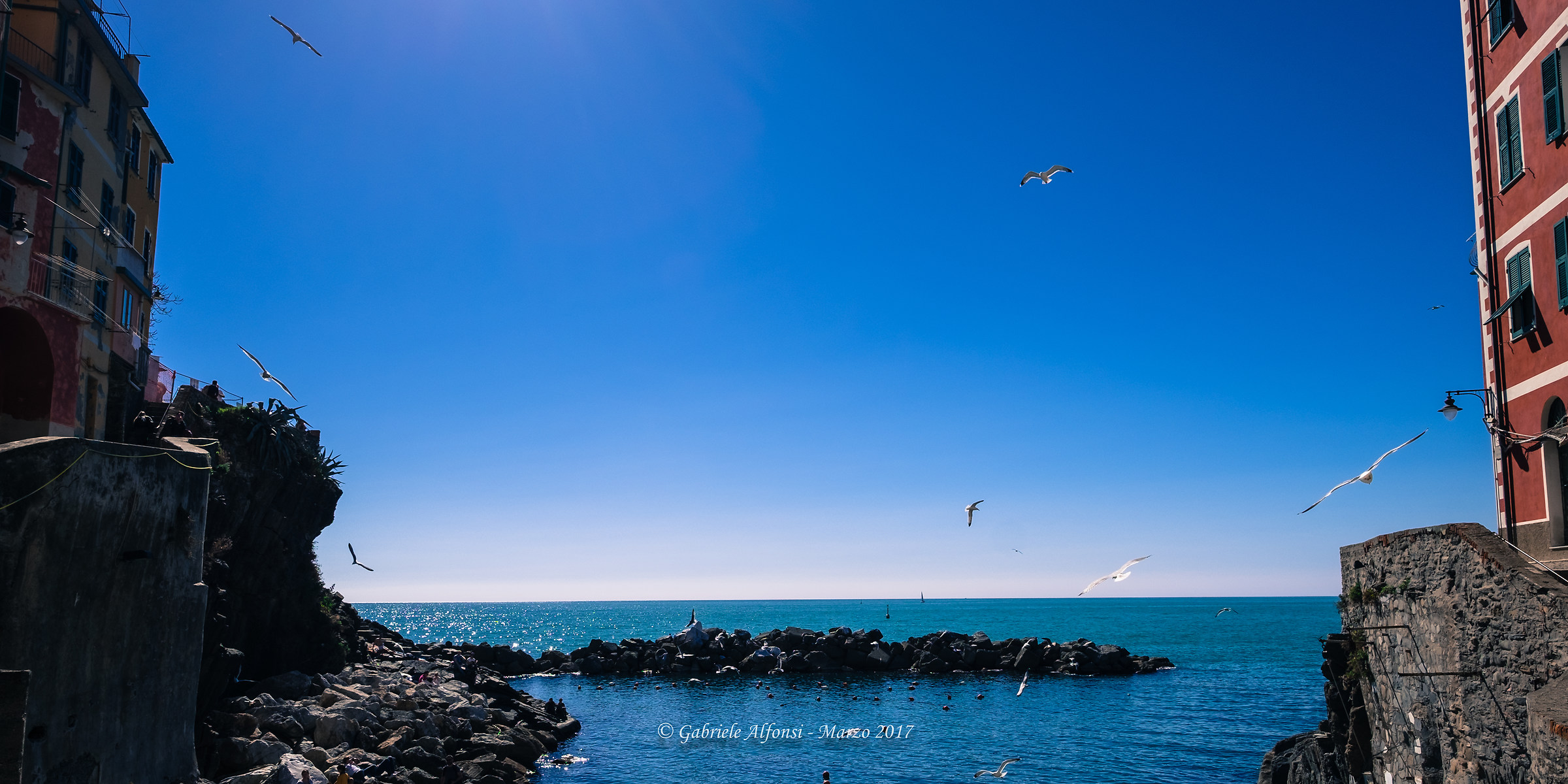 Manarola seagulls