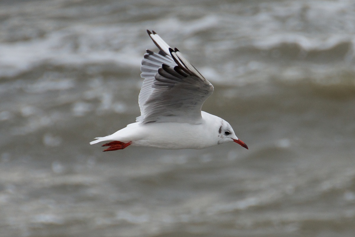 Chroicocephalus ridibundus