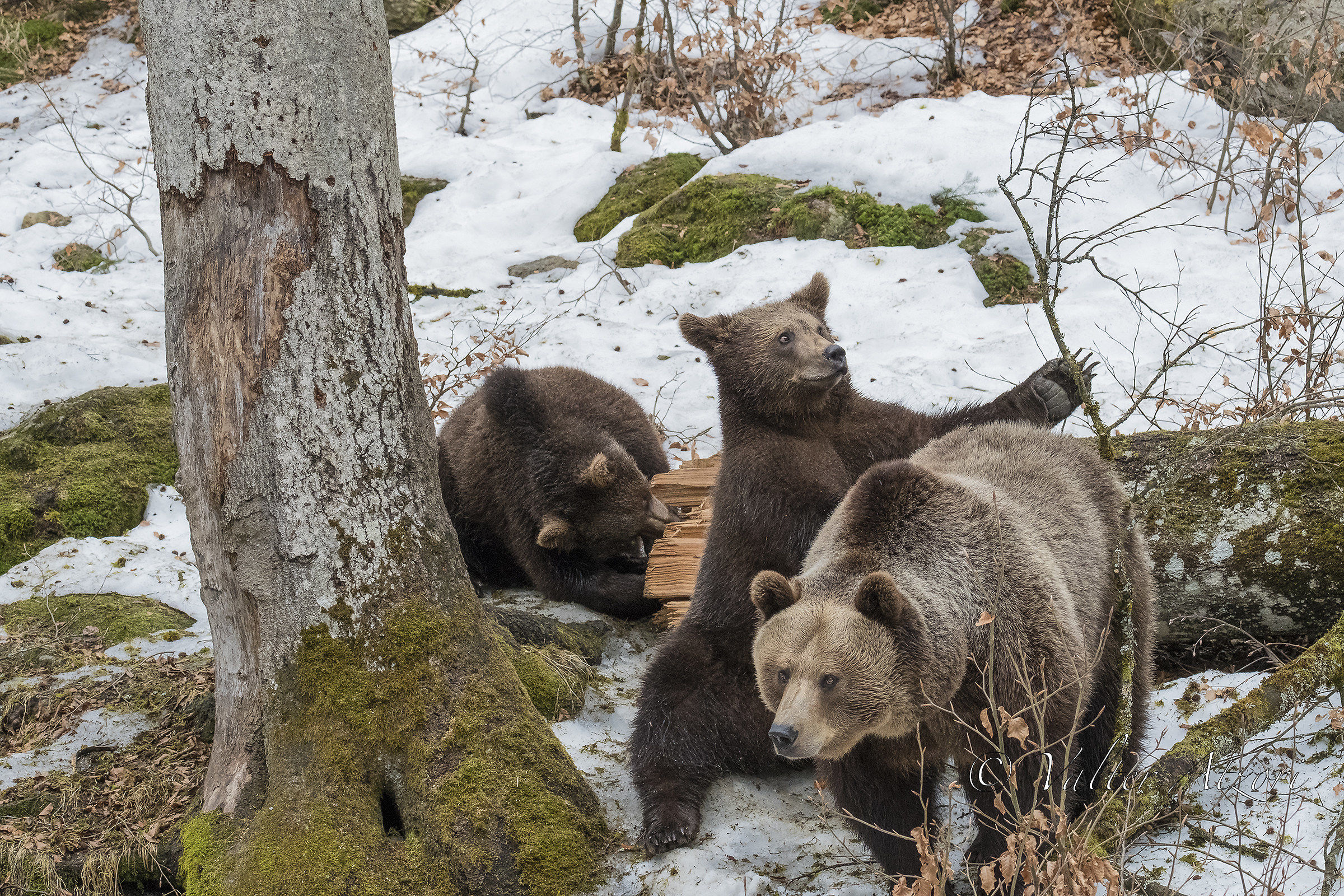 orsetto giocherellone