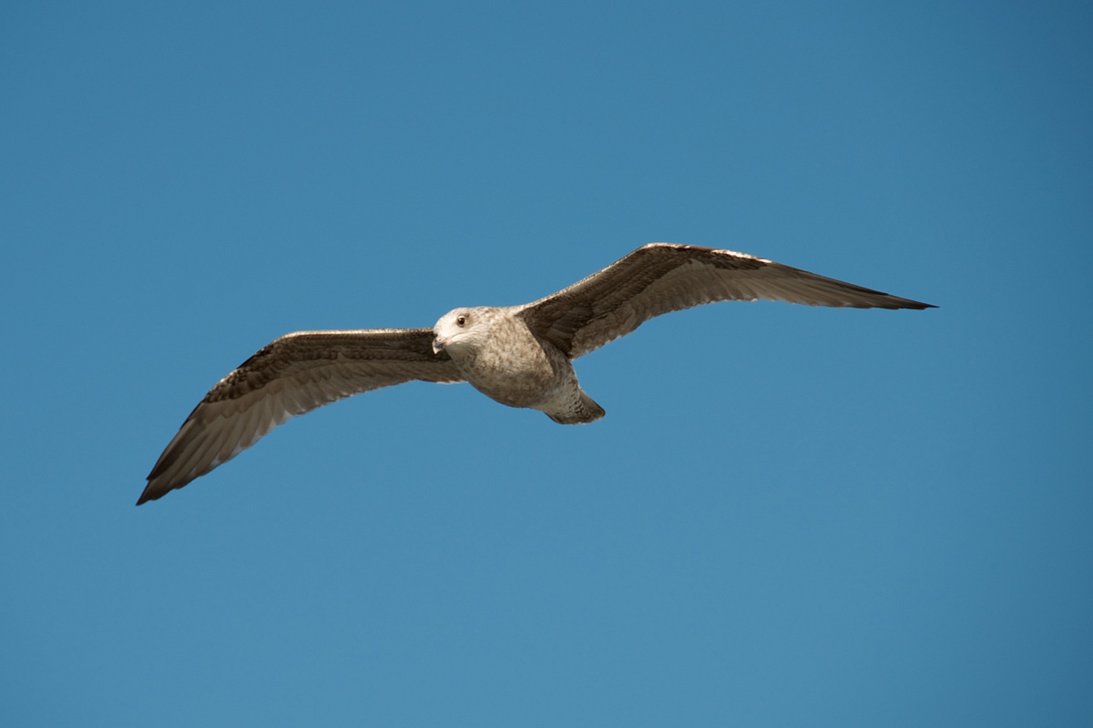 Larus argentatus