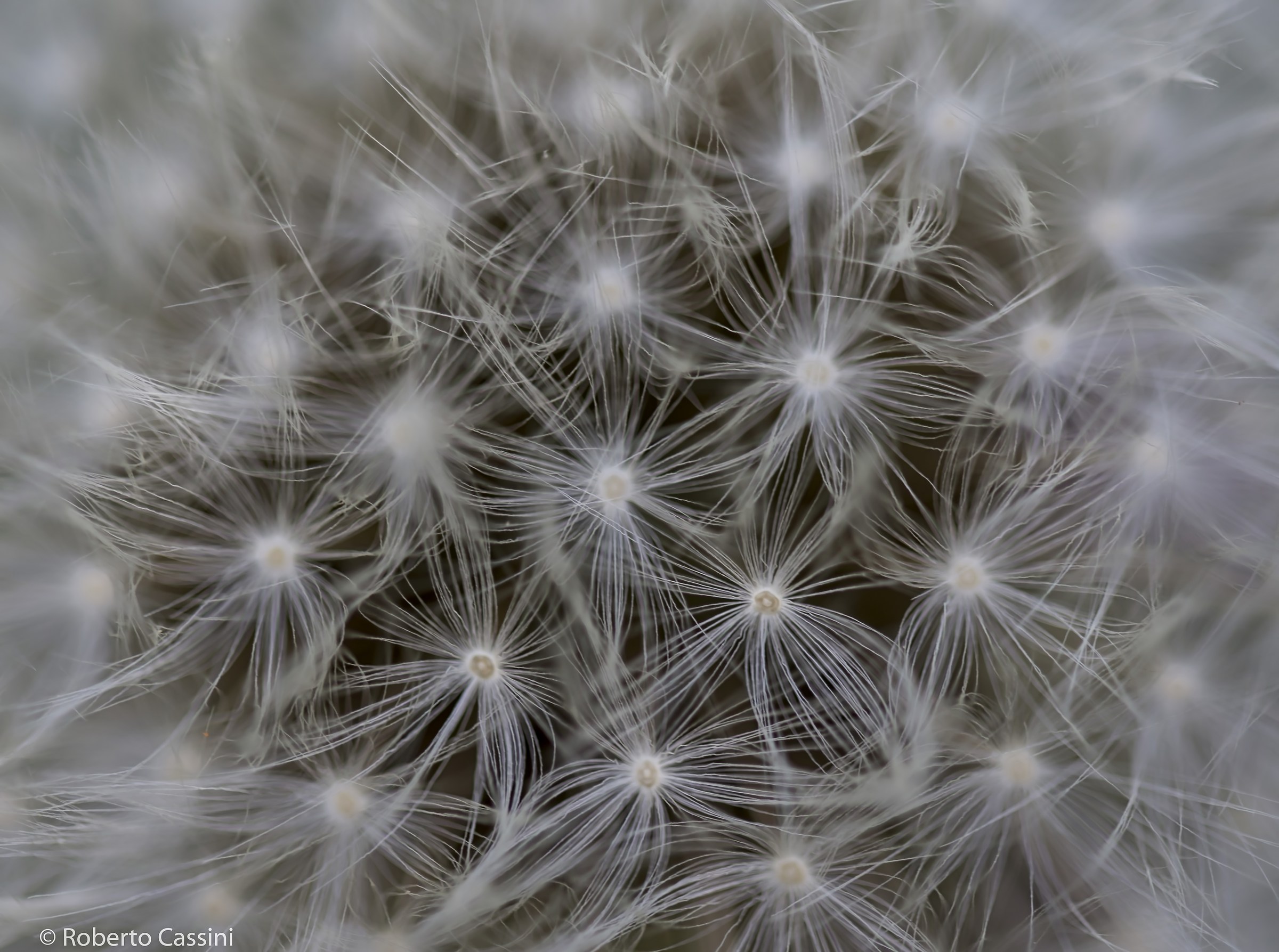 dandelion