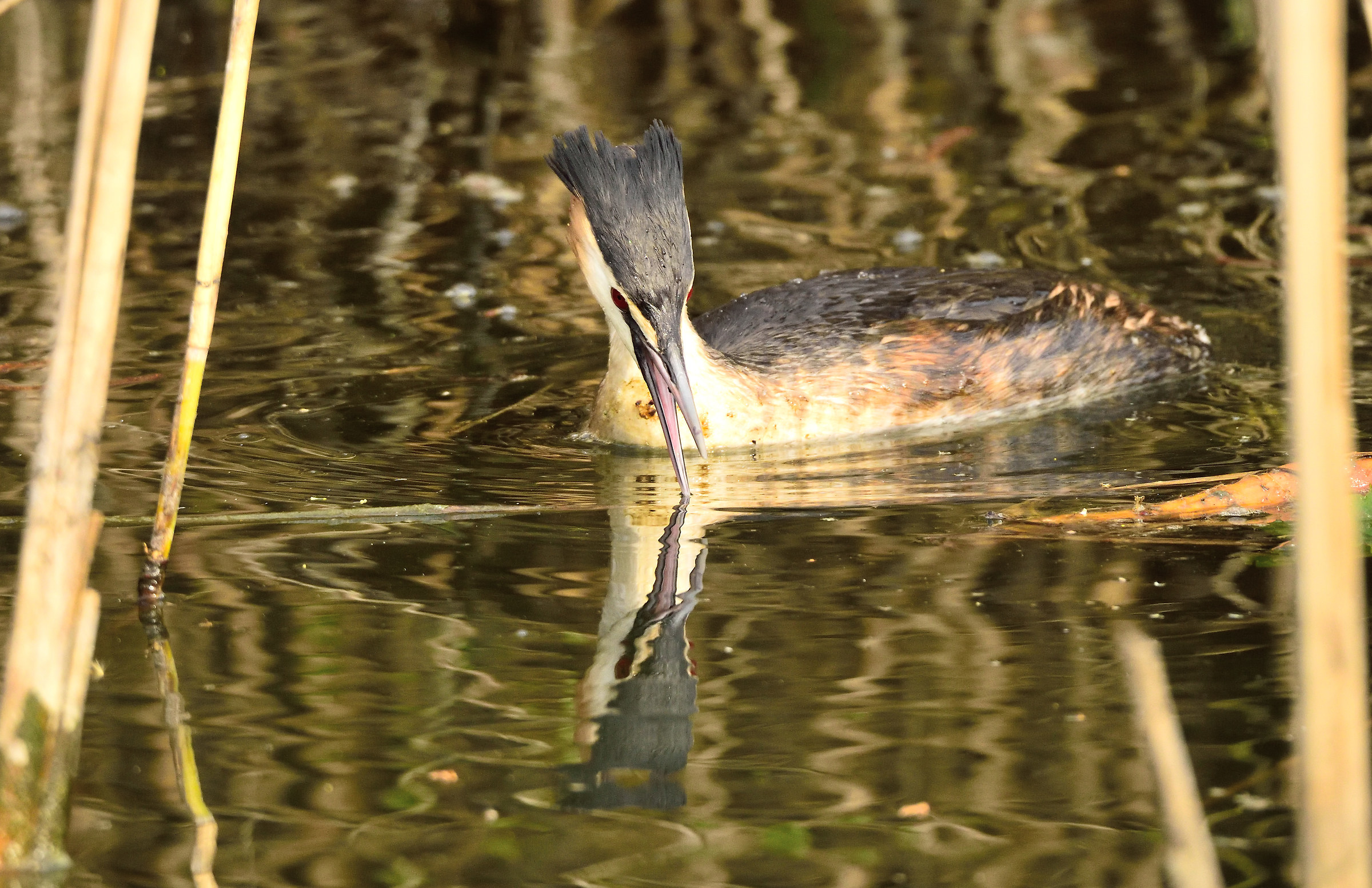 great crested grebe