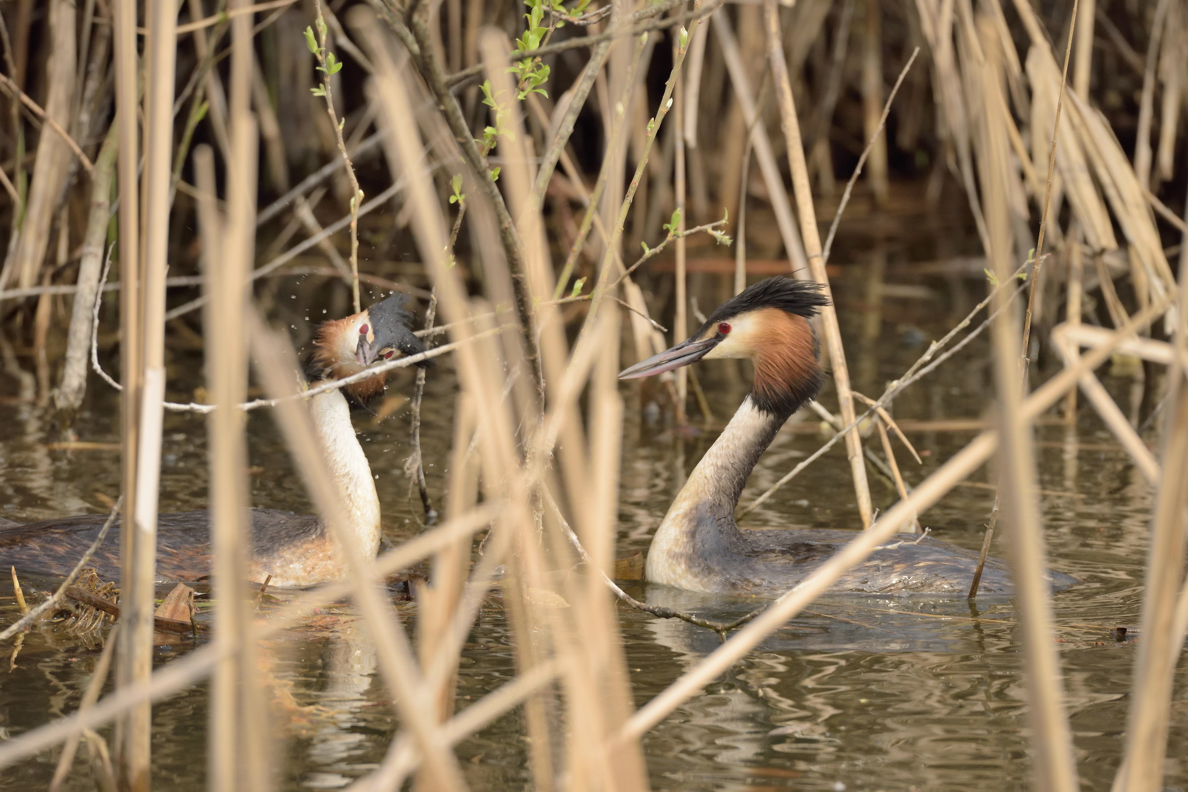 great crested grebe