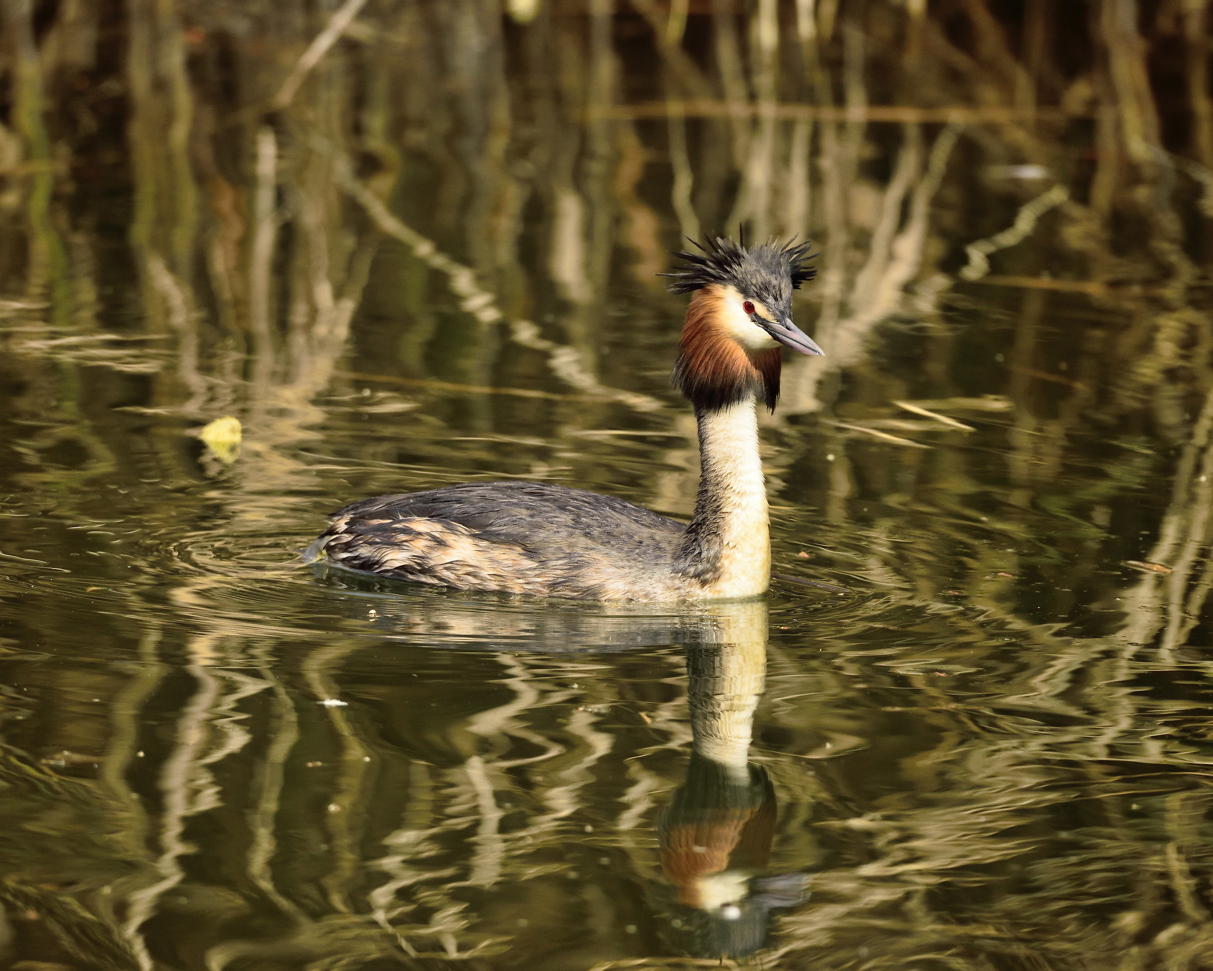 great crested grebe
