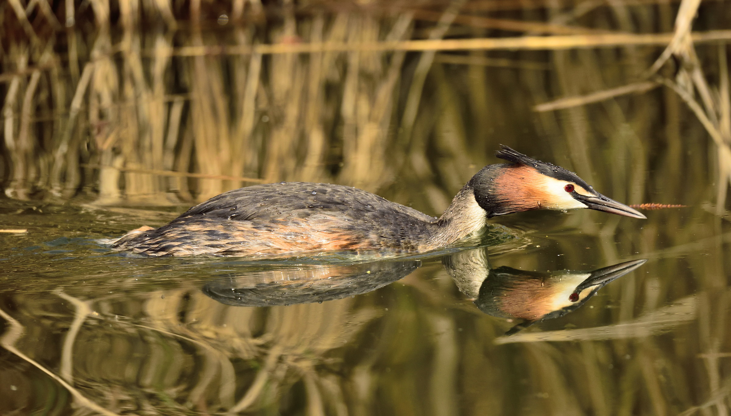 great crested grebe