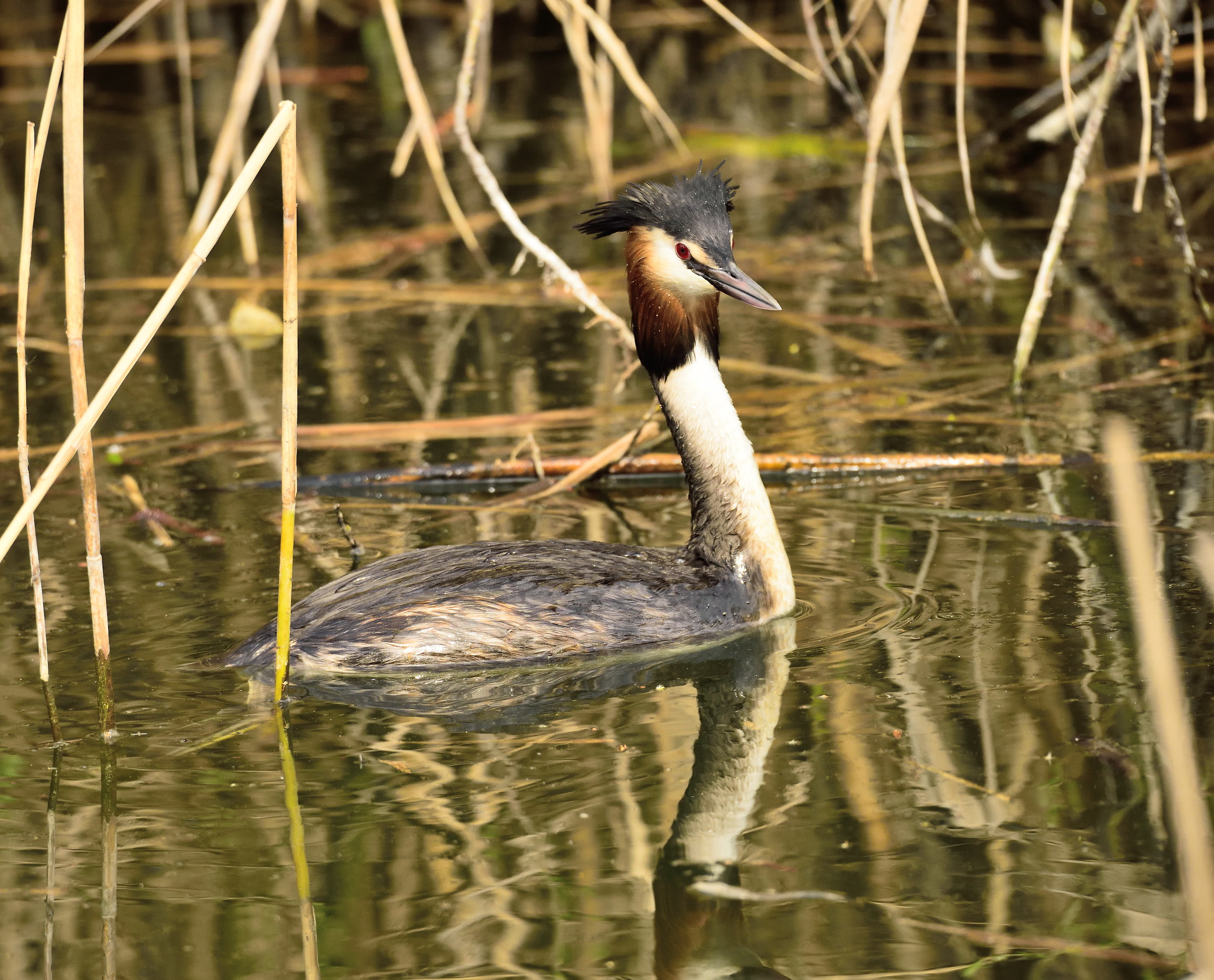 great crested grebe