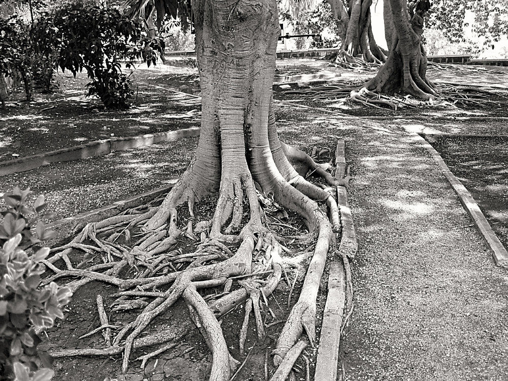 The Garden of Olives in Jerusalem