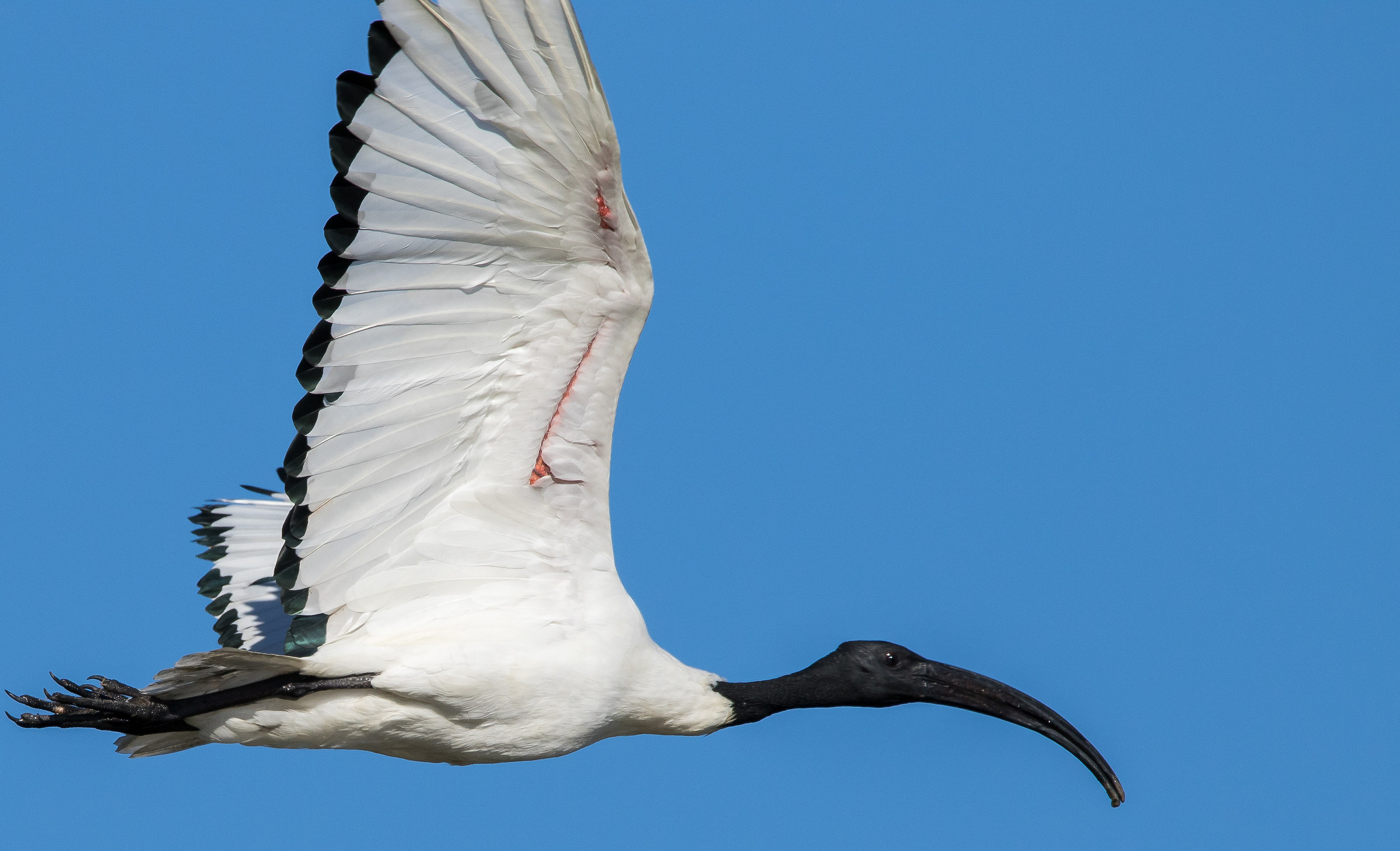 Sacred Ibis