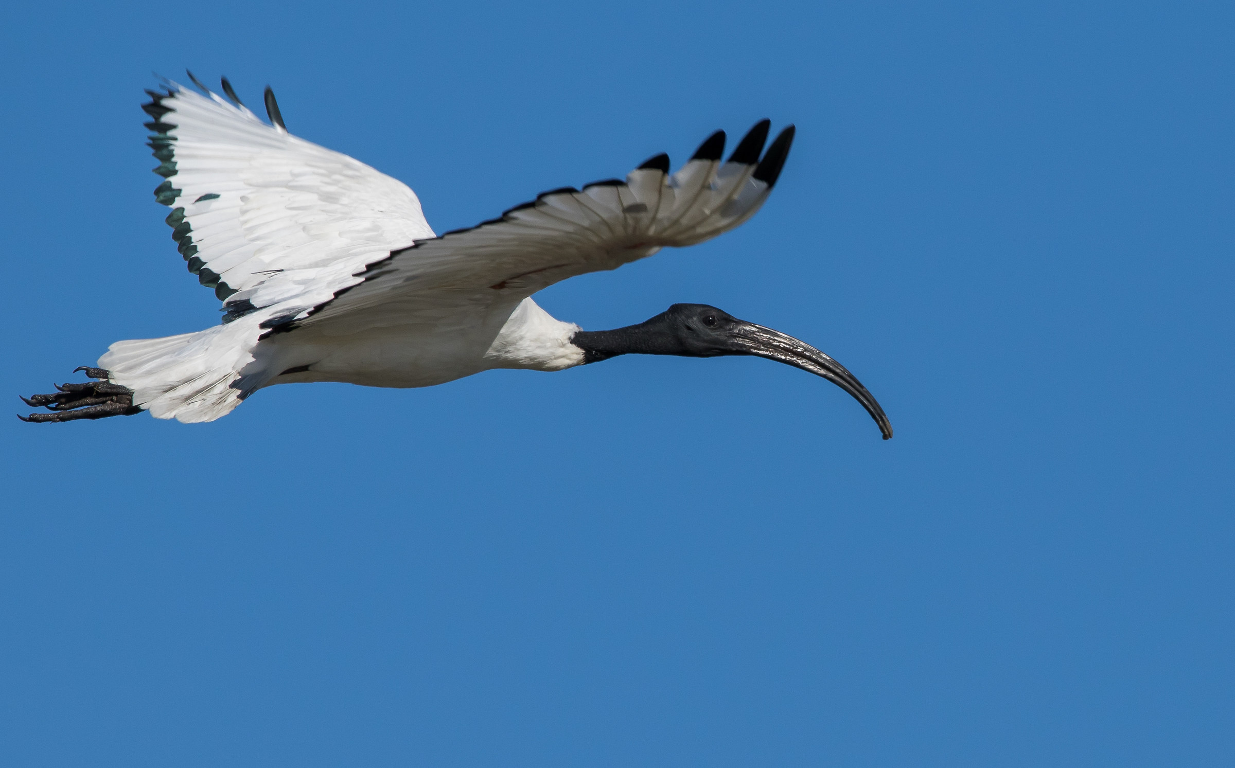 Sacred Ibis