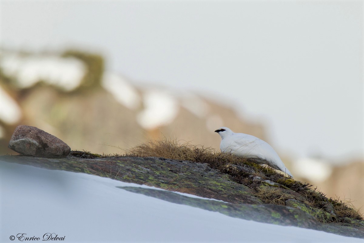 Minks on the alp ... Ptarmigan.