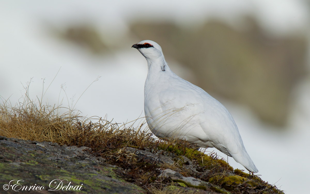 The beautiful ptarmigan ...