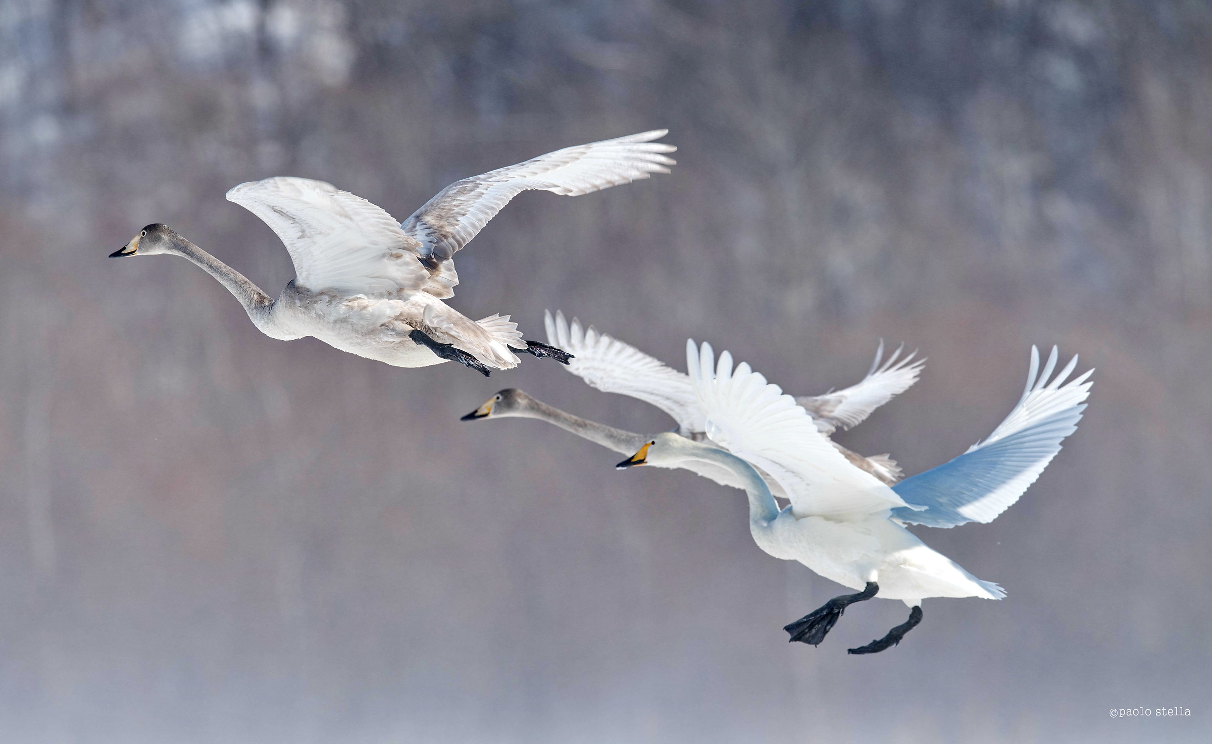 cigni in volo - 2