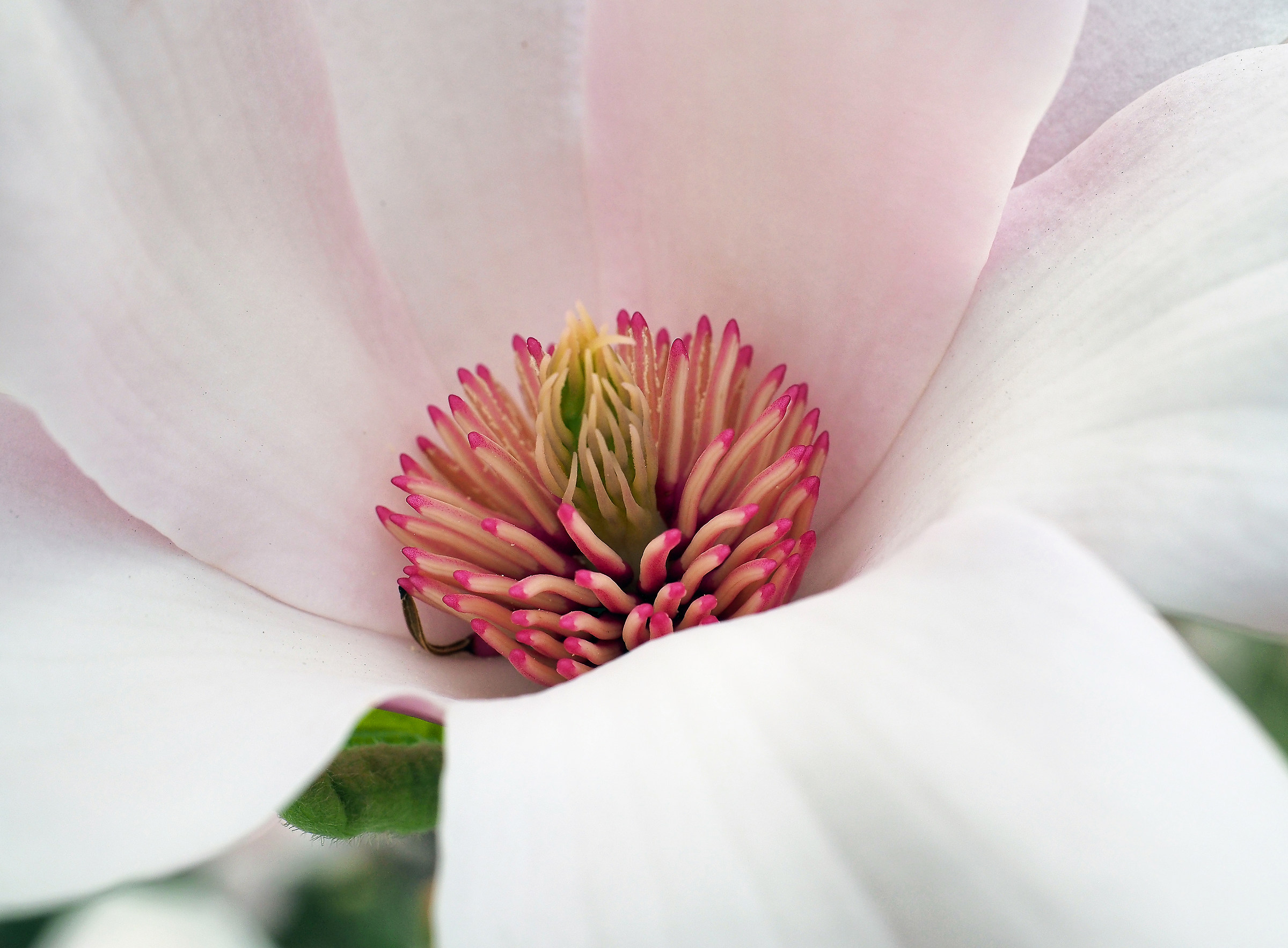 fiore della magnolia