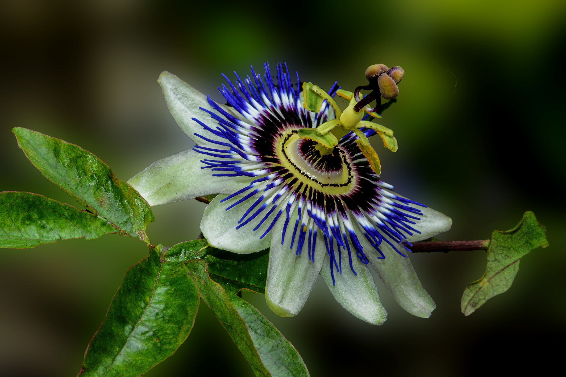 passionflower