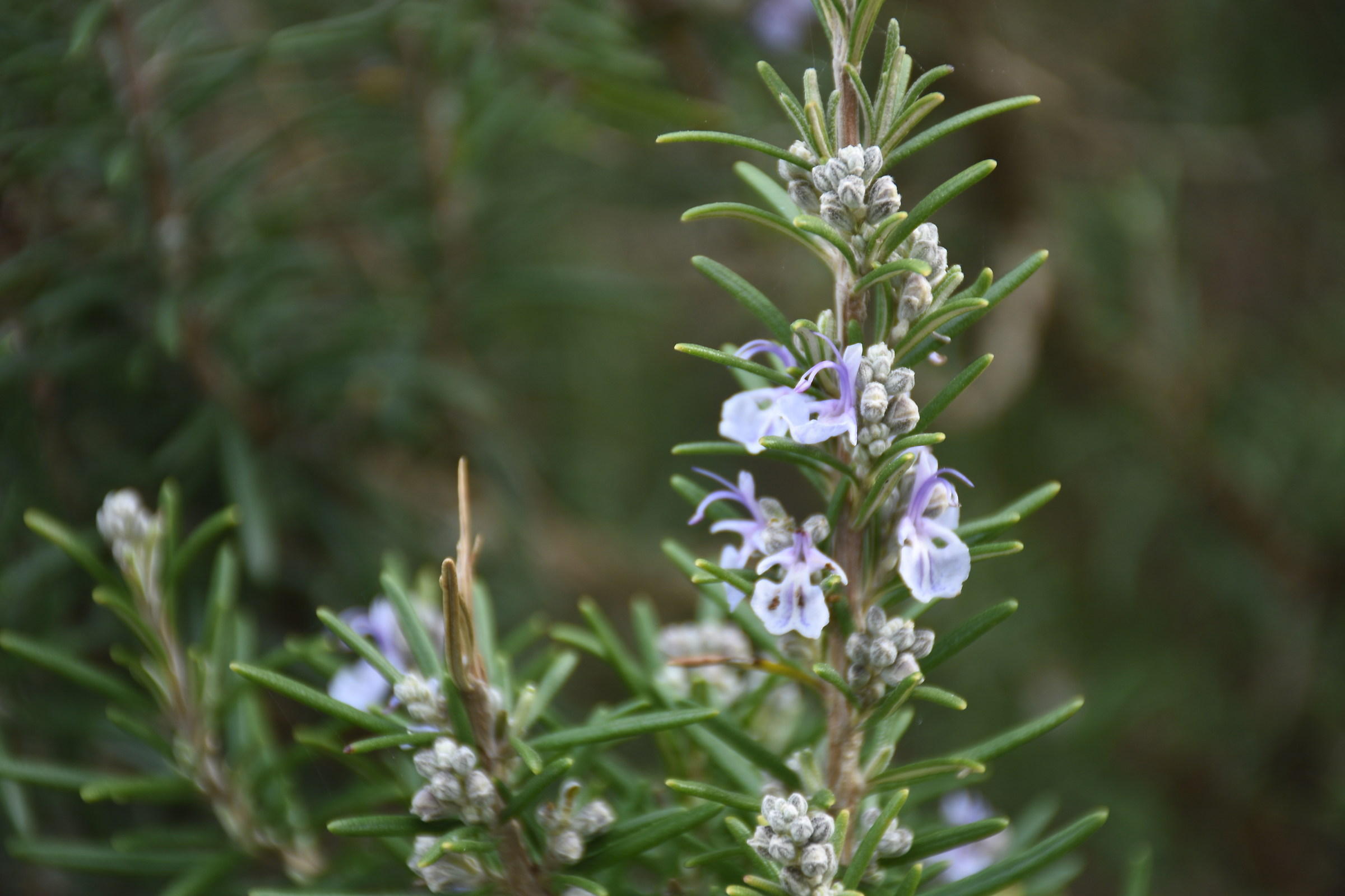 Rosemary