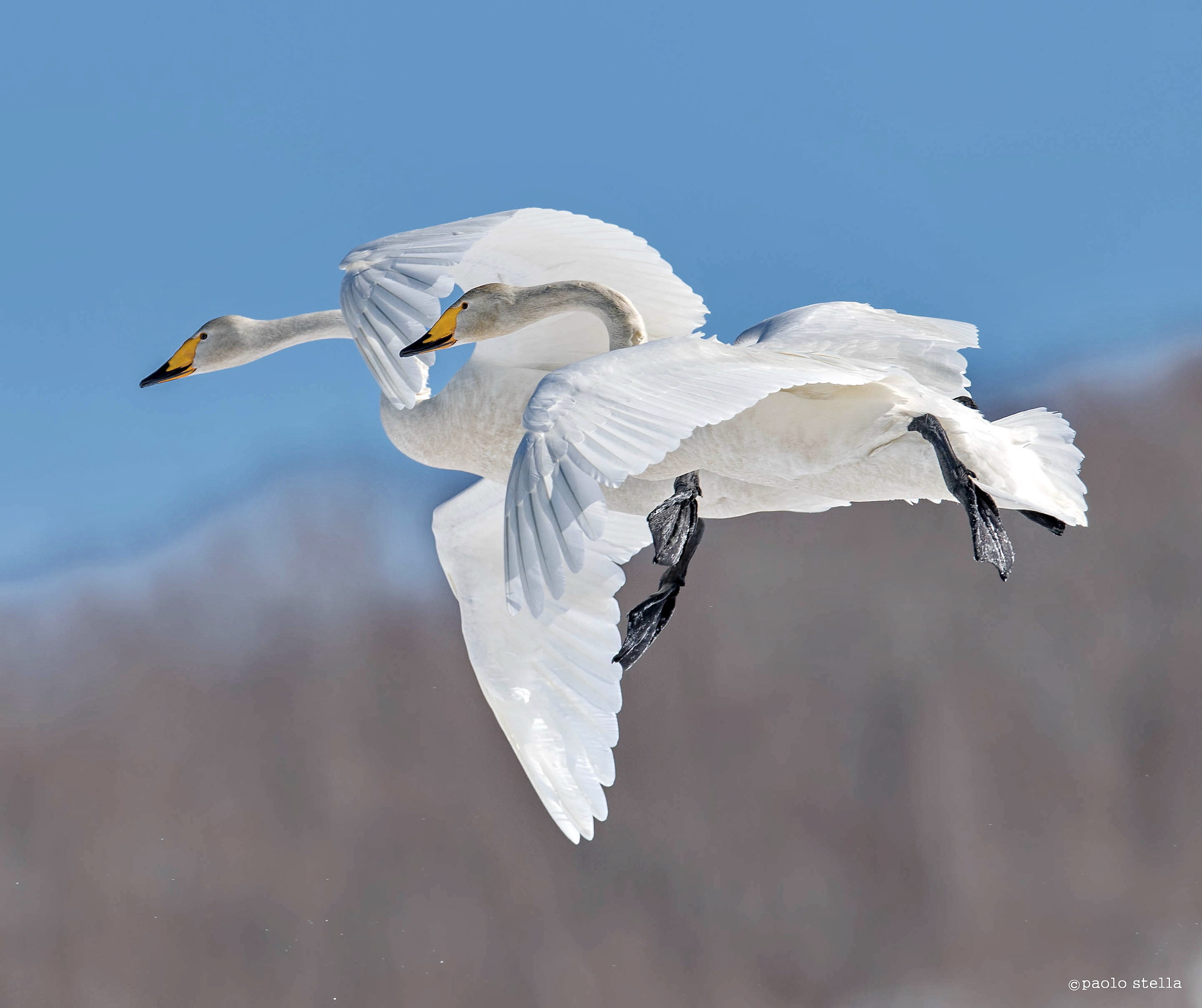 Two Whooper Swans
