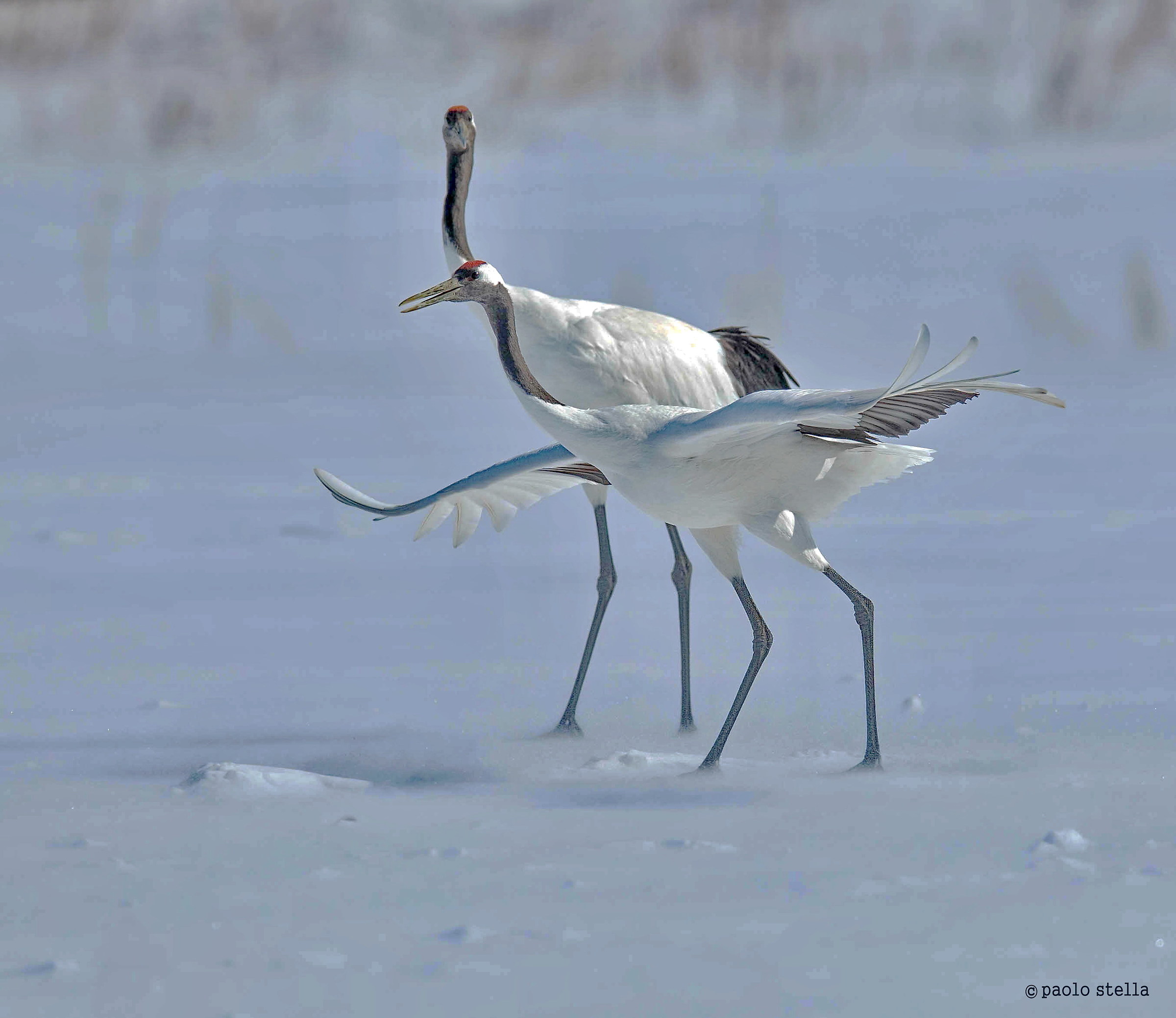 Japanese cranes