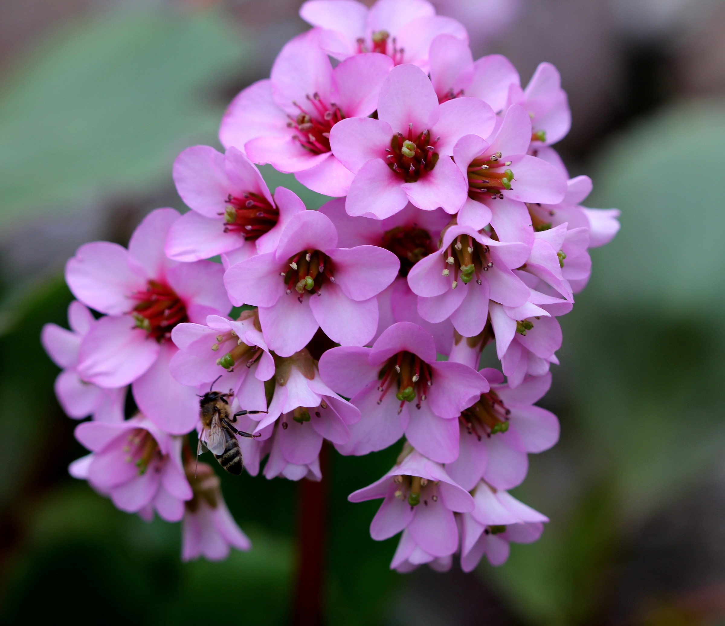 Fiori di San Giuseppe con ospite
