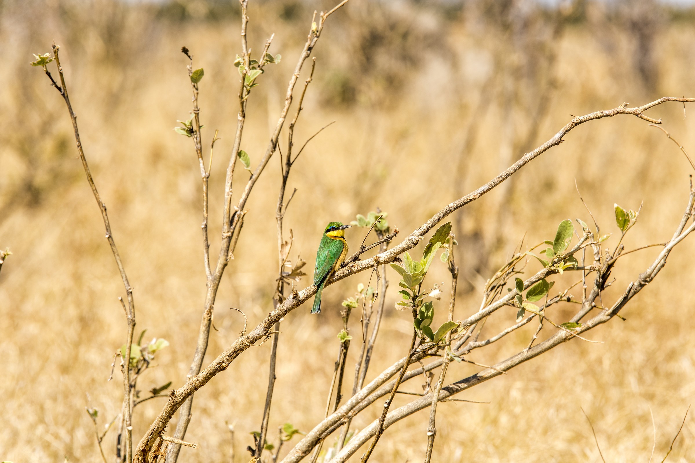 Little bee eater