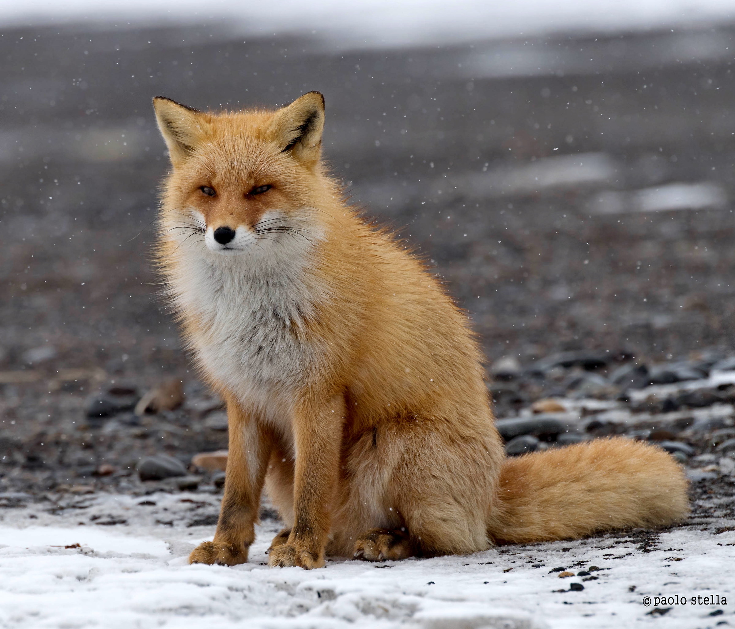 volpe rossa - ritratto