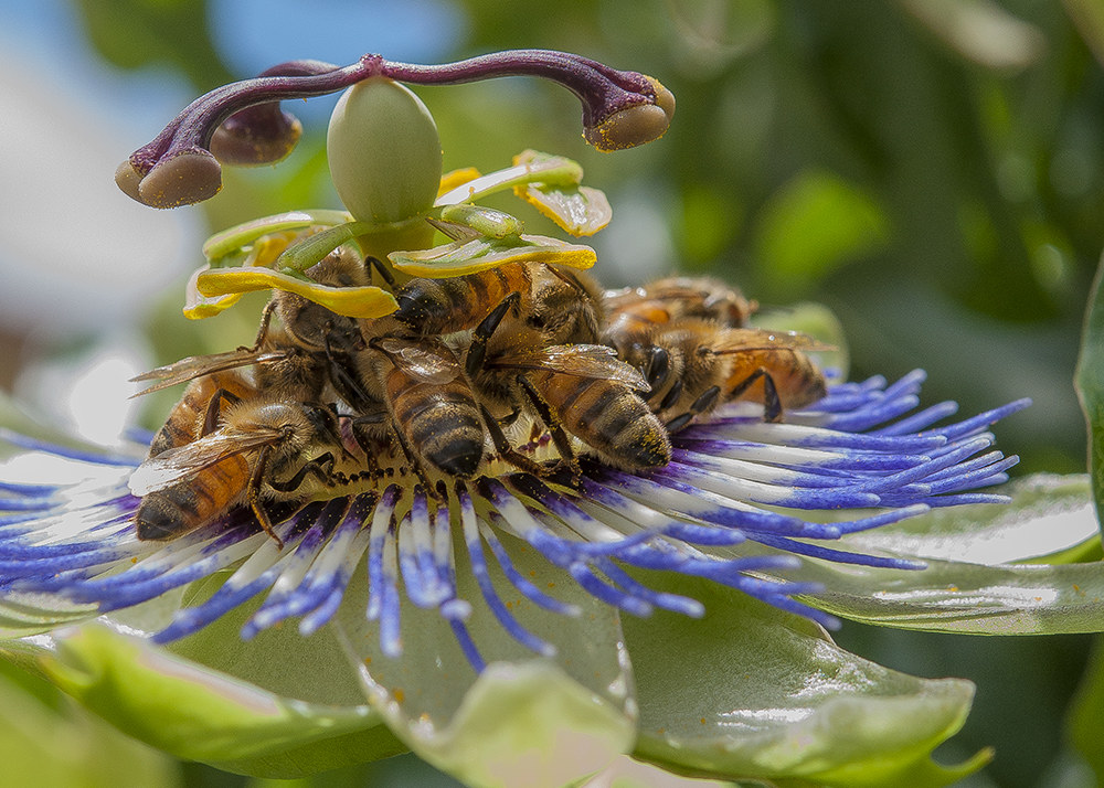 the good pollen ....