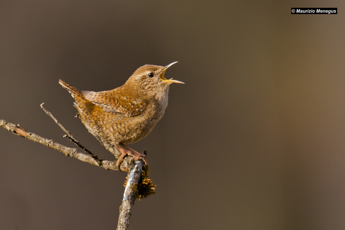 Scricciolo di profilo