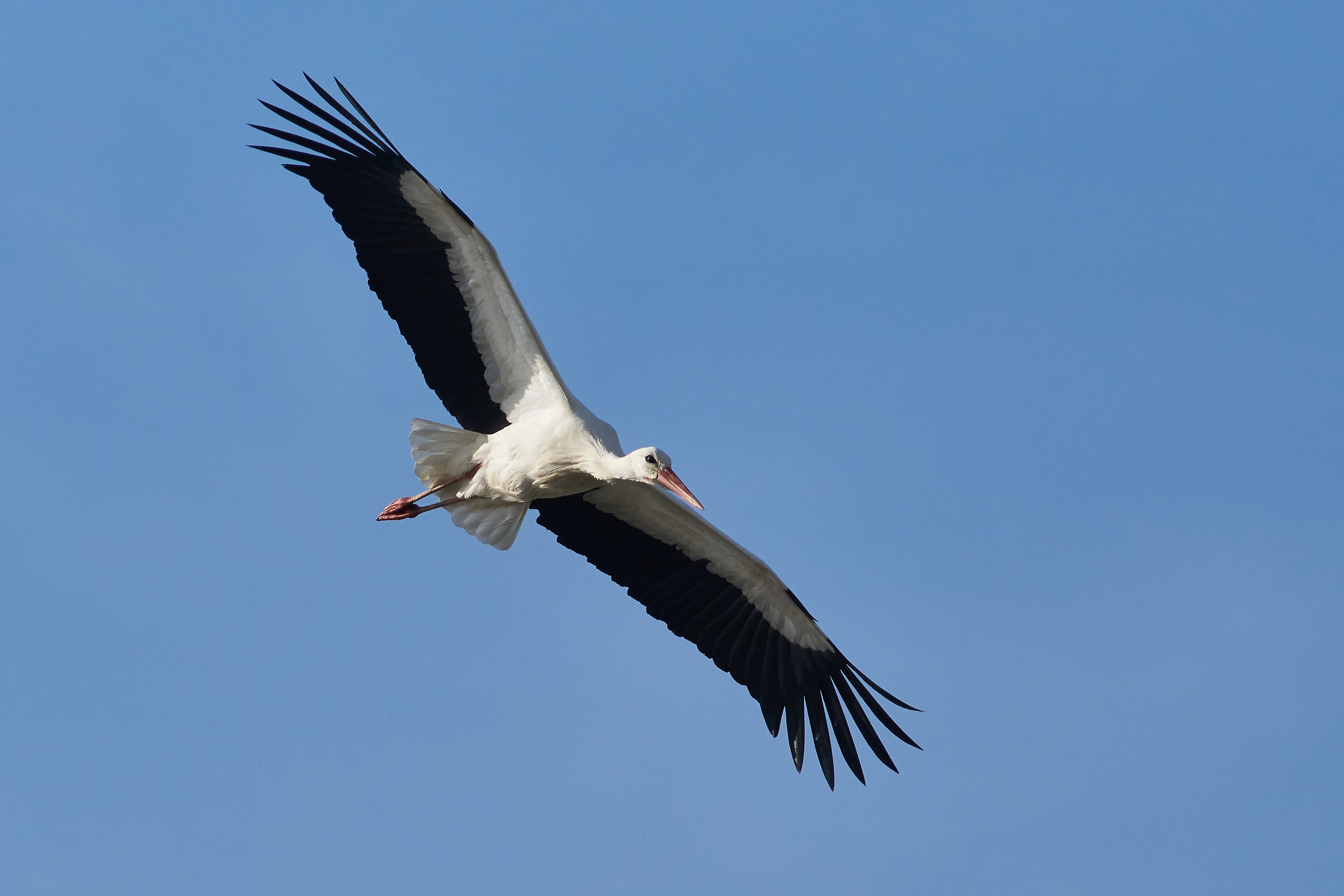 Stork in flight