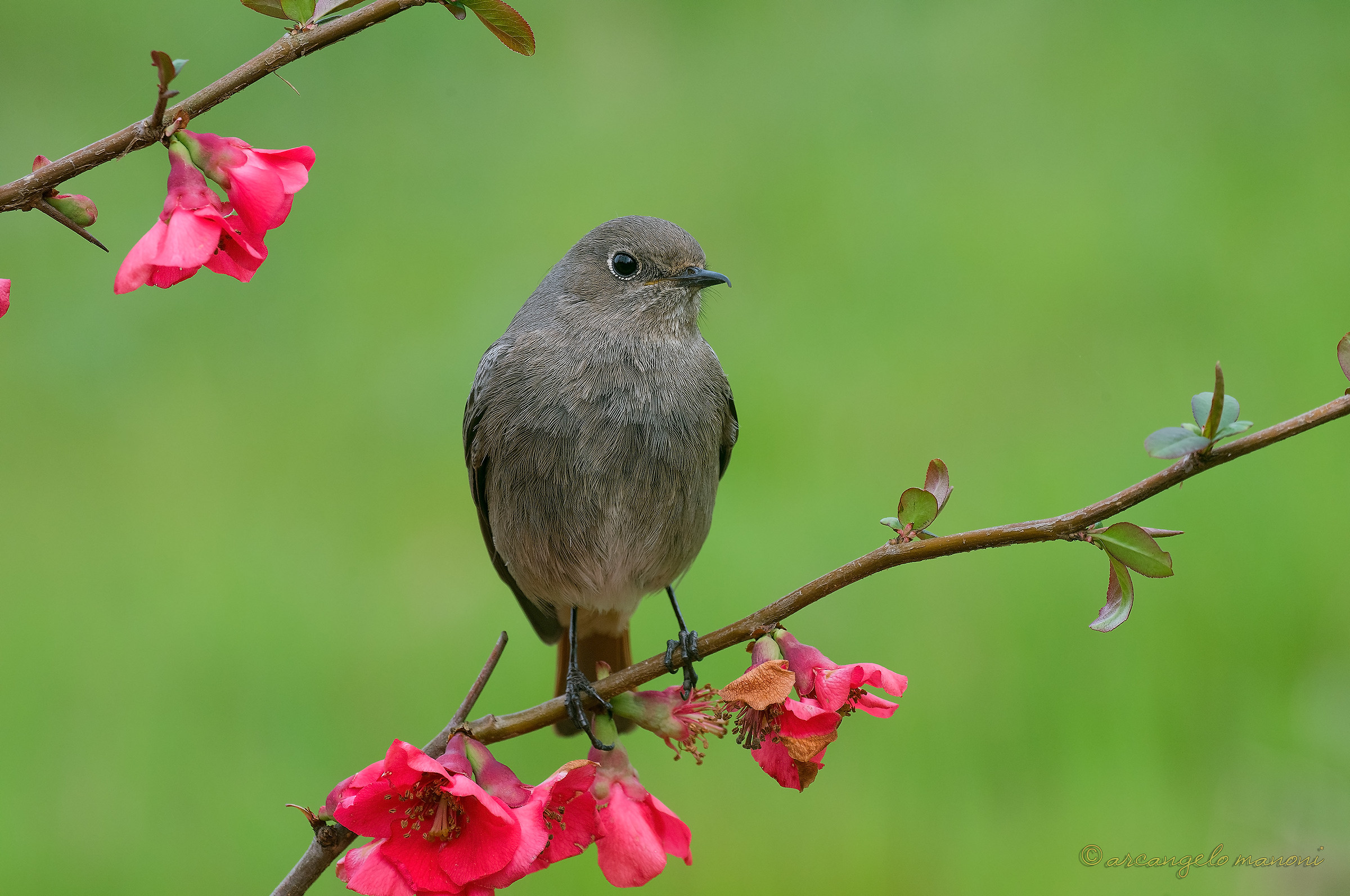 La mia modella preferita