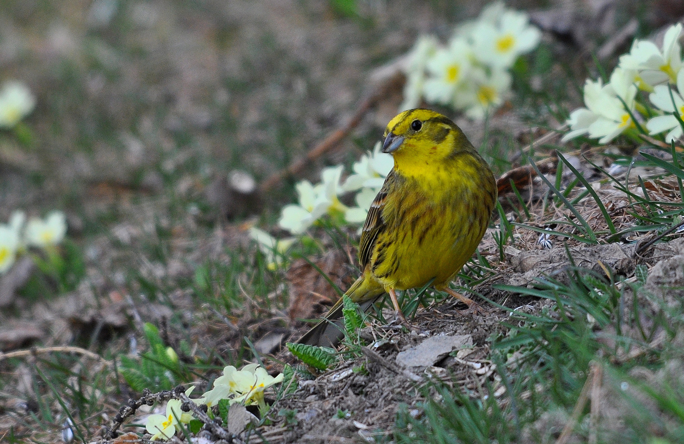 Lo zigolo tra le primule...