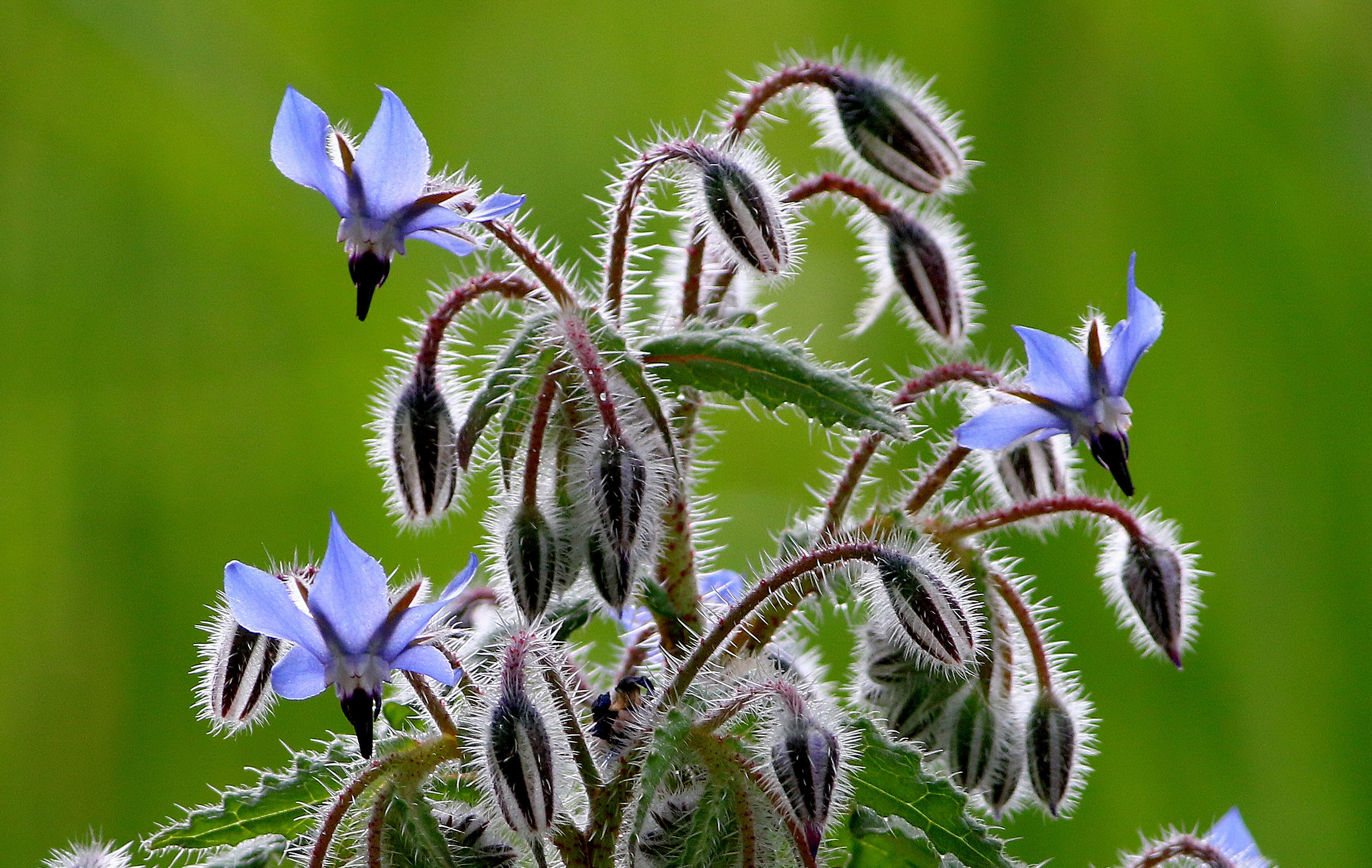 Borage (Borago officinalis)