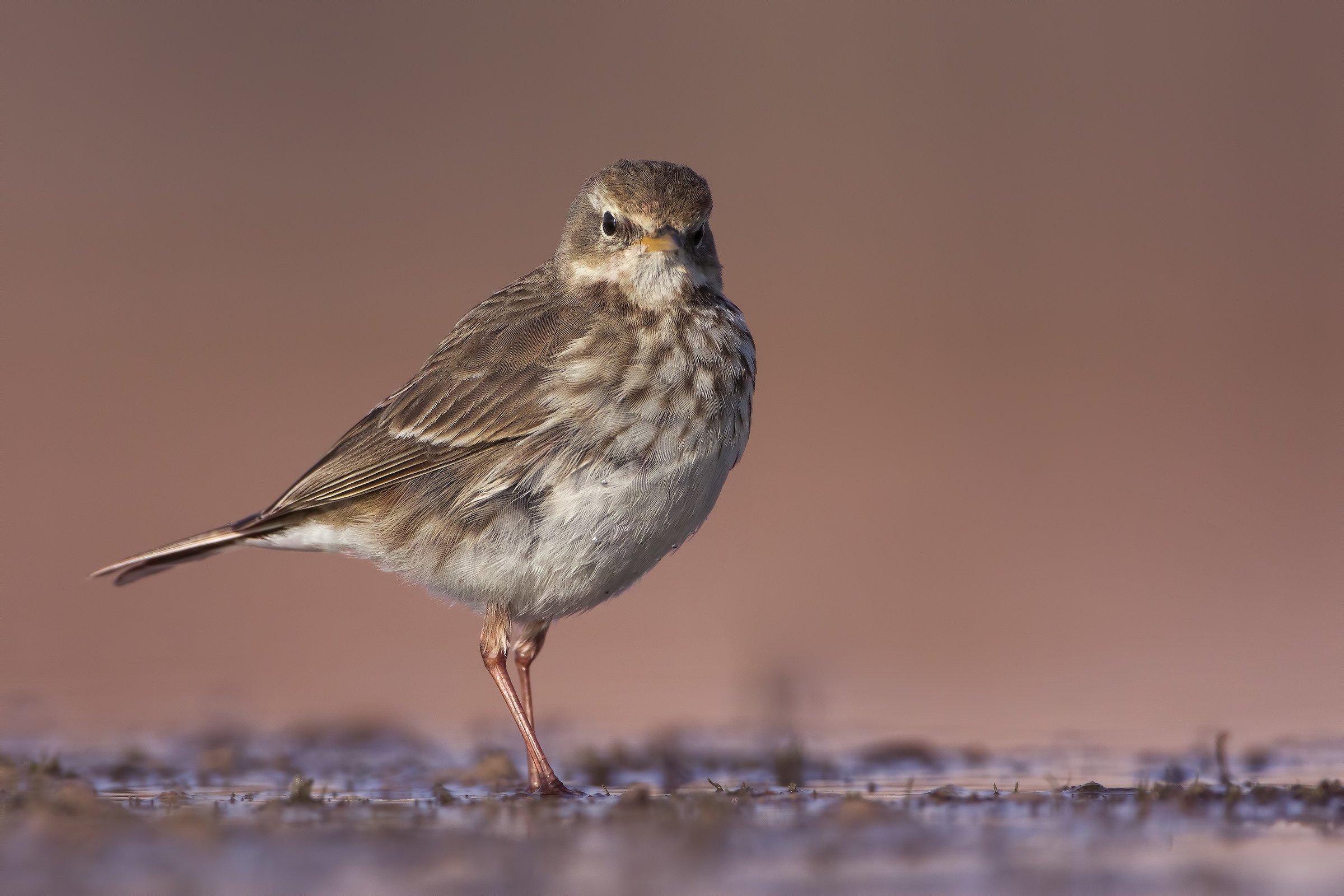 Pipit
