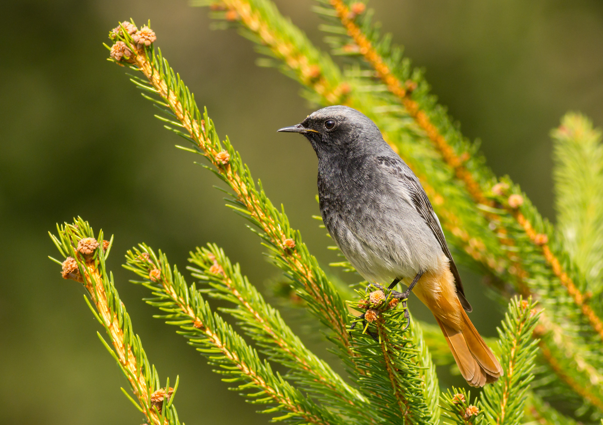 Black Redstart