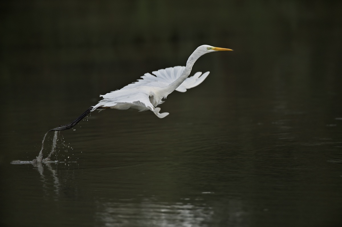 Great Egret