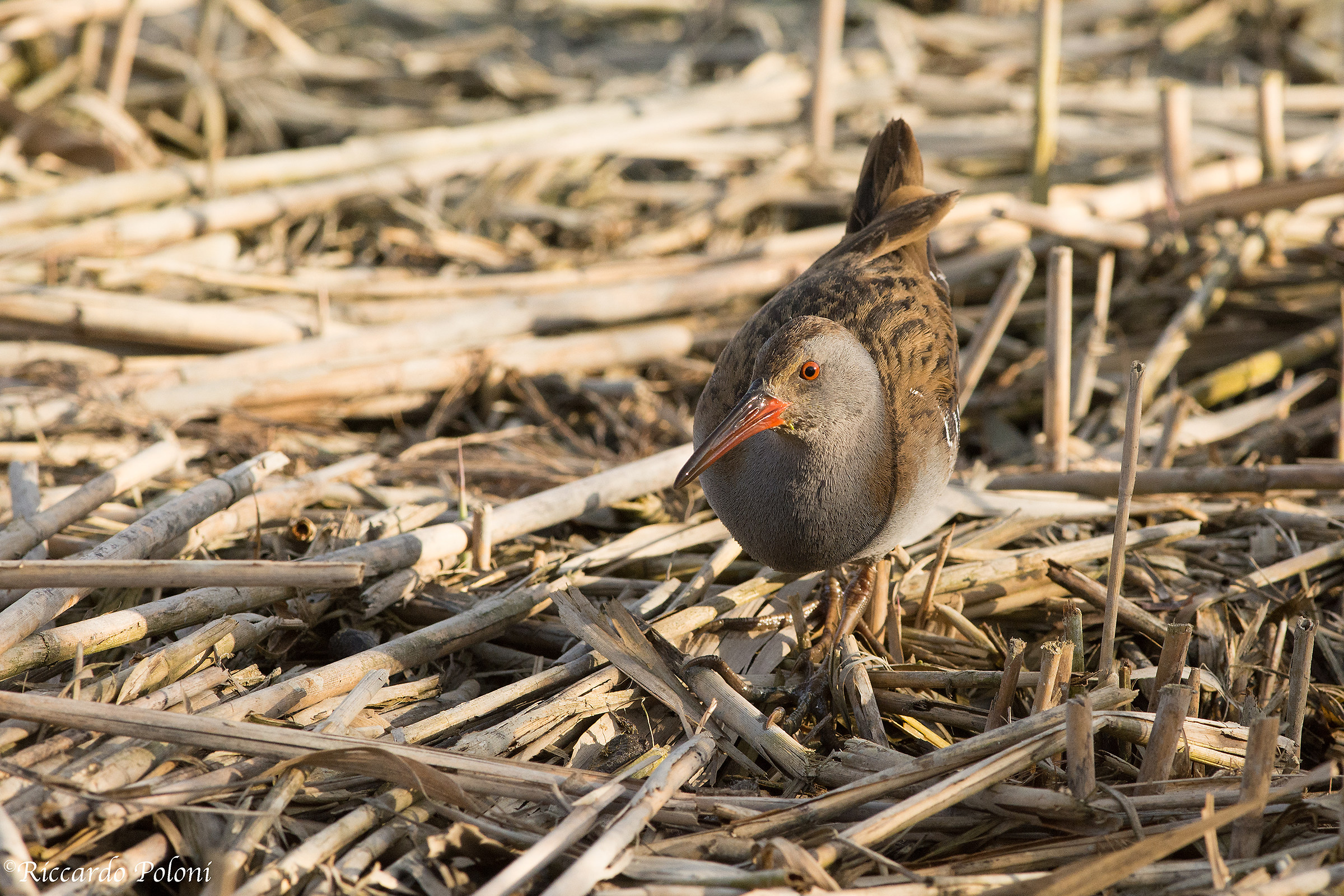 Rails in the reeds