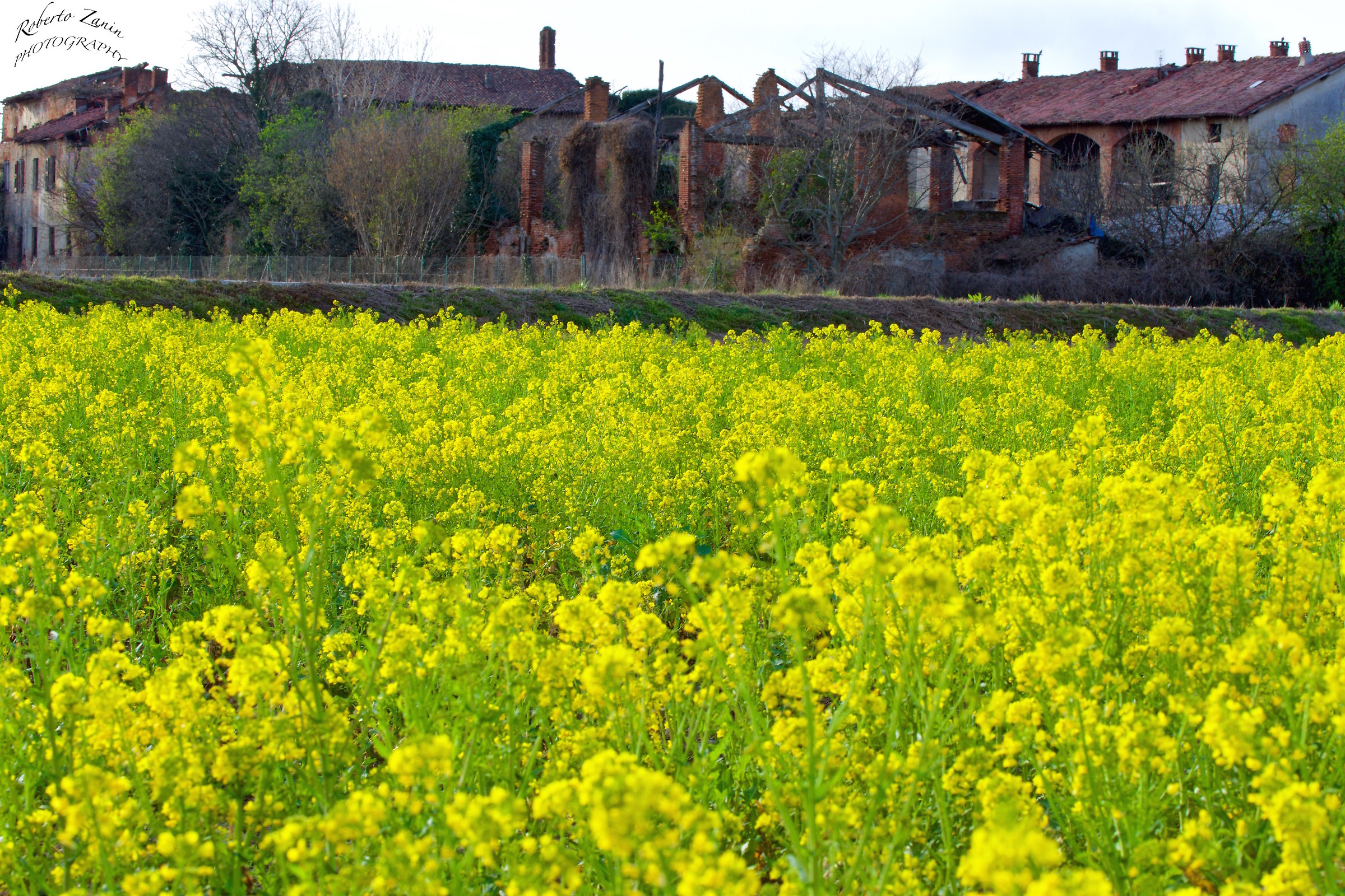 Prime fioriture di colza