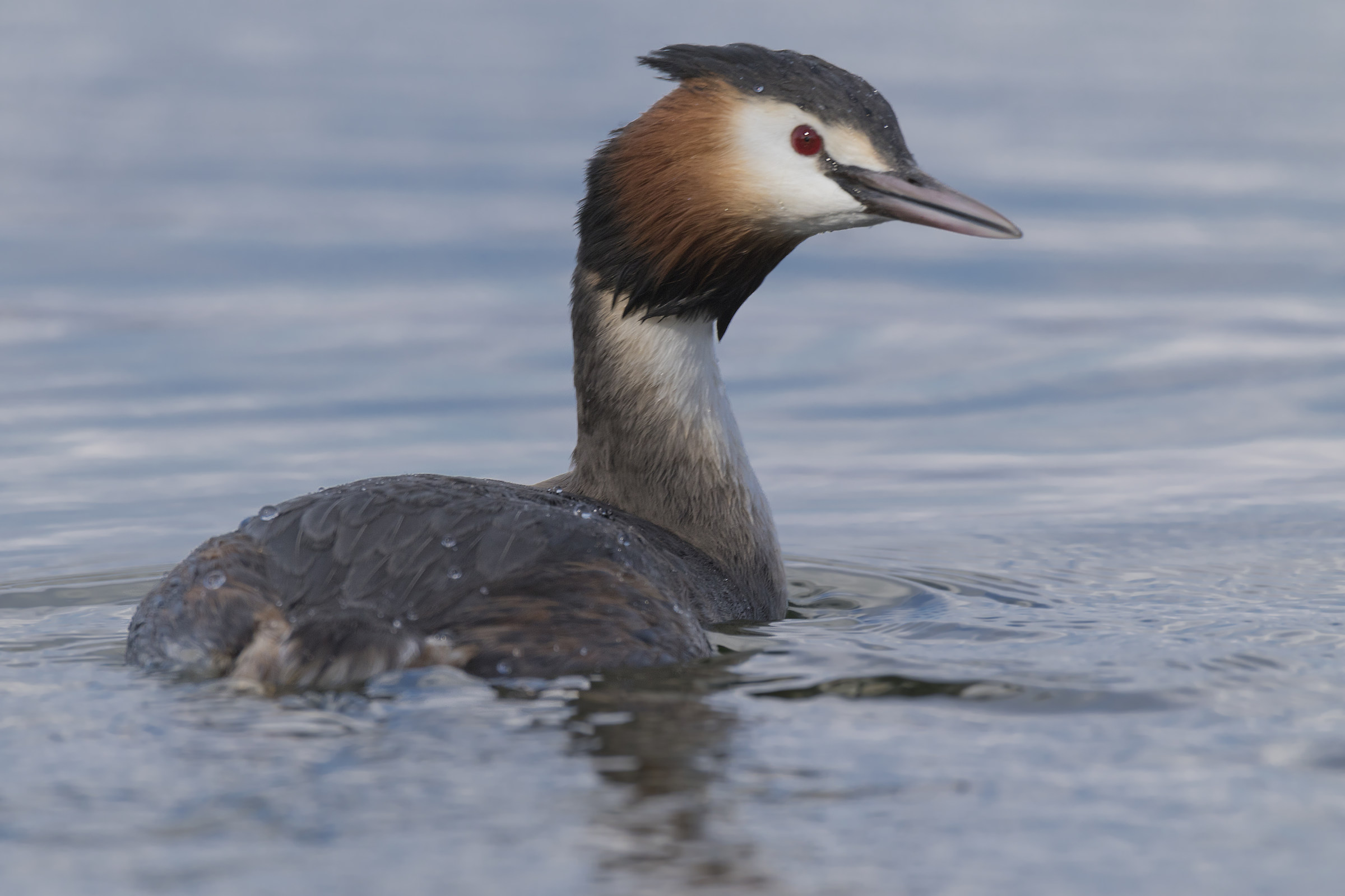 grebe