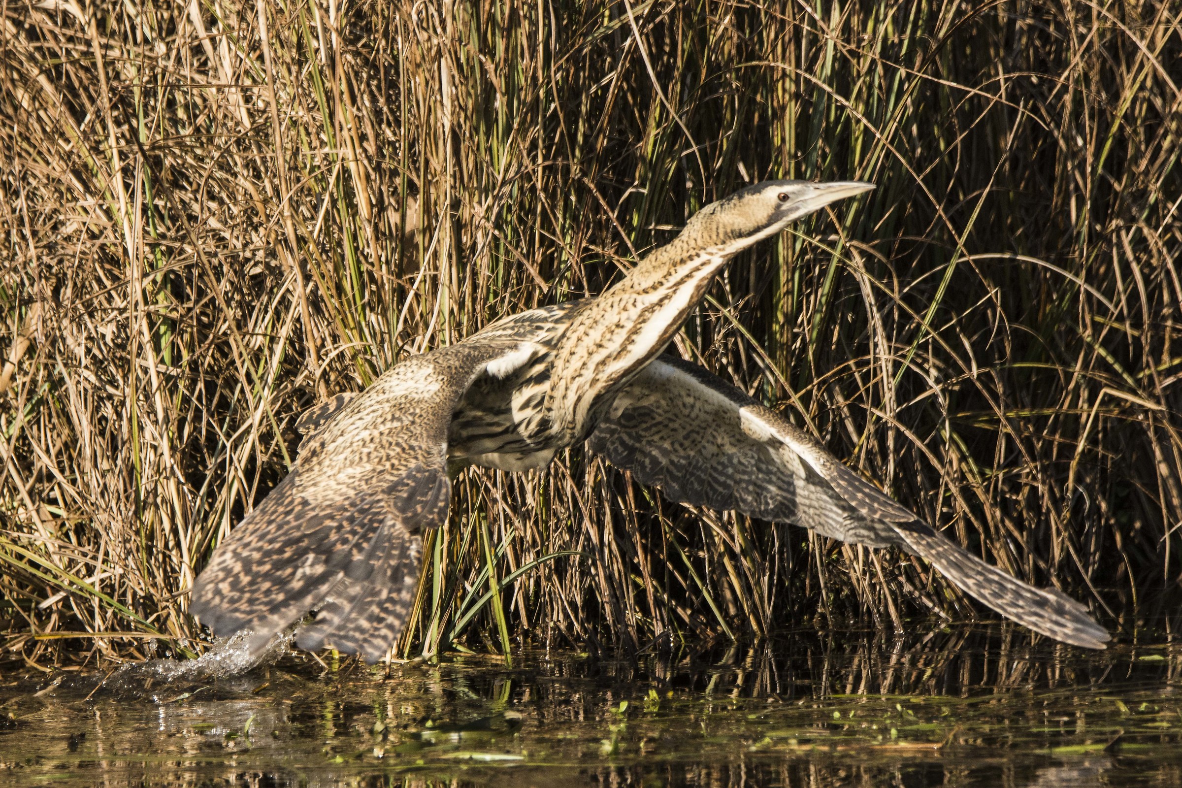 Bittern