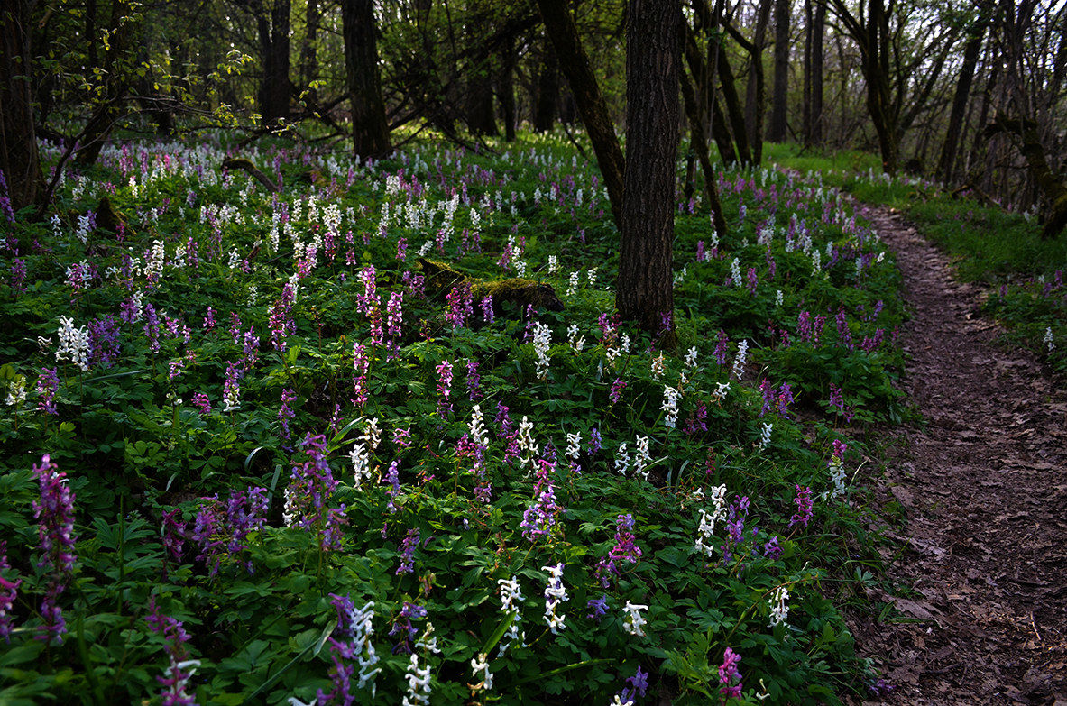 Primavera nel bosco 2