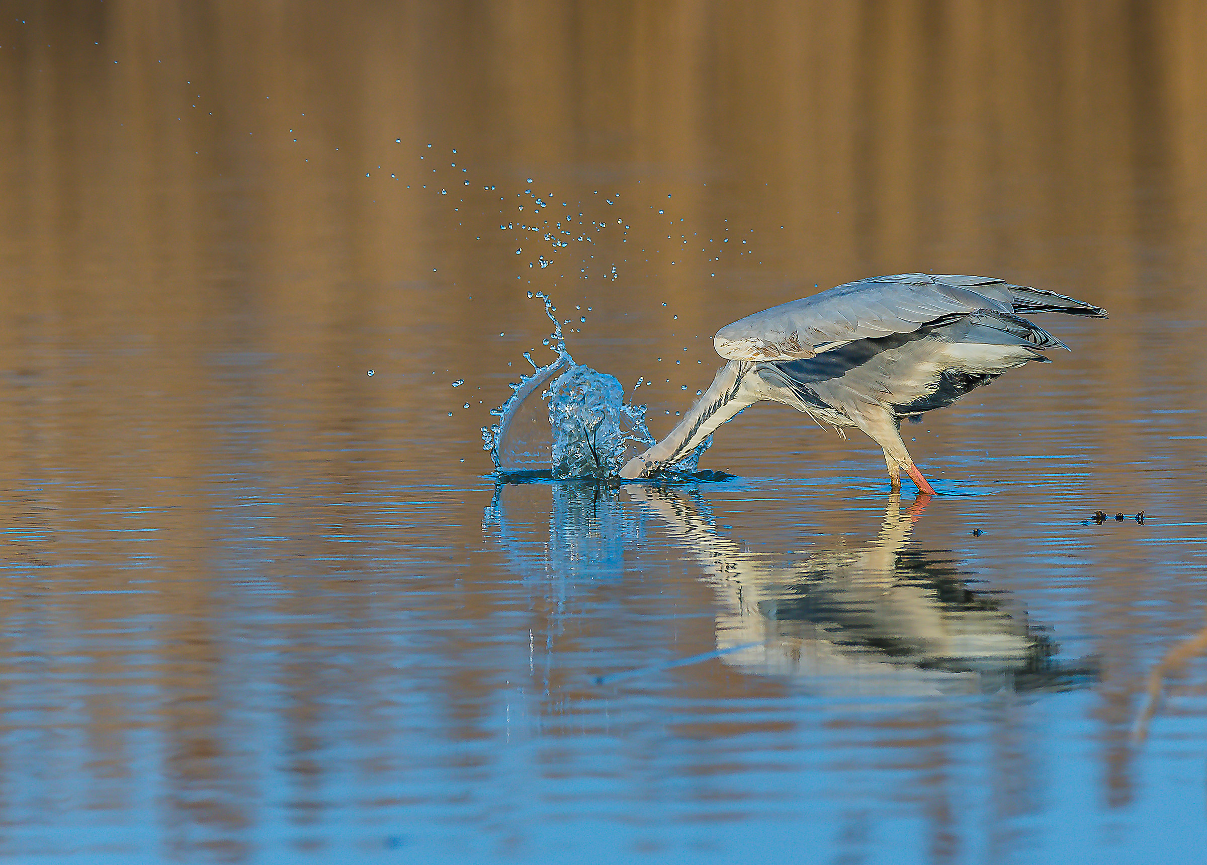 Splash! Airone in caccia