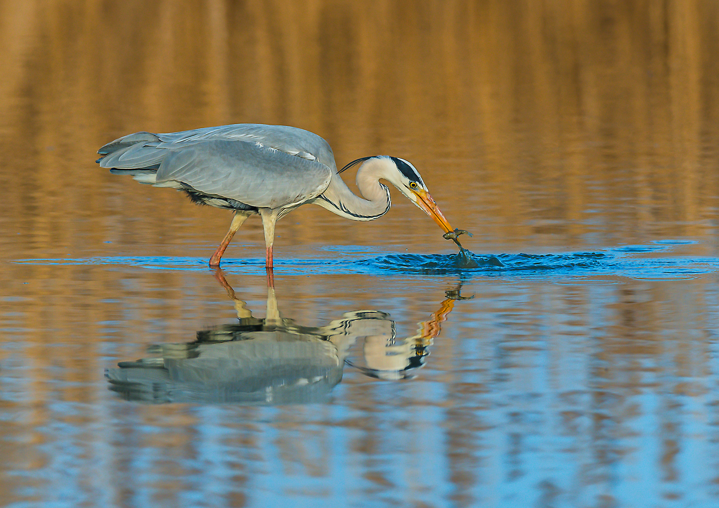 Catturato! Airone in caccia