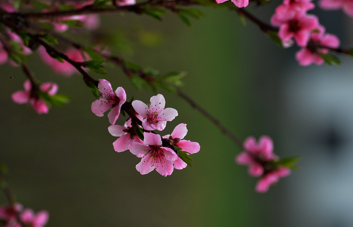 Bentornata Primavera!