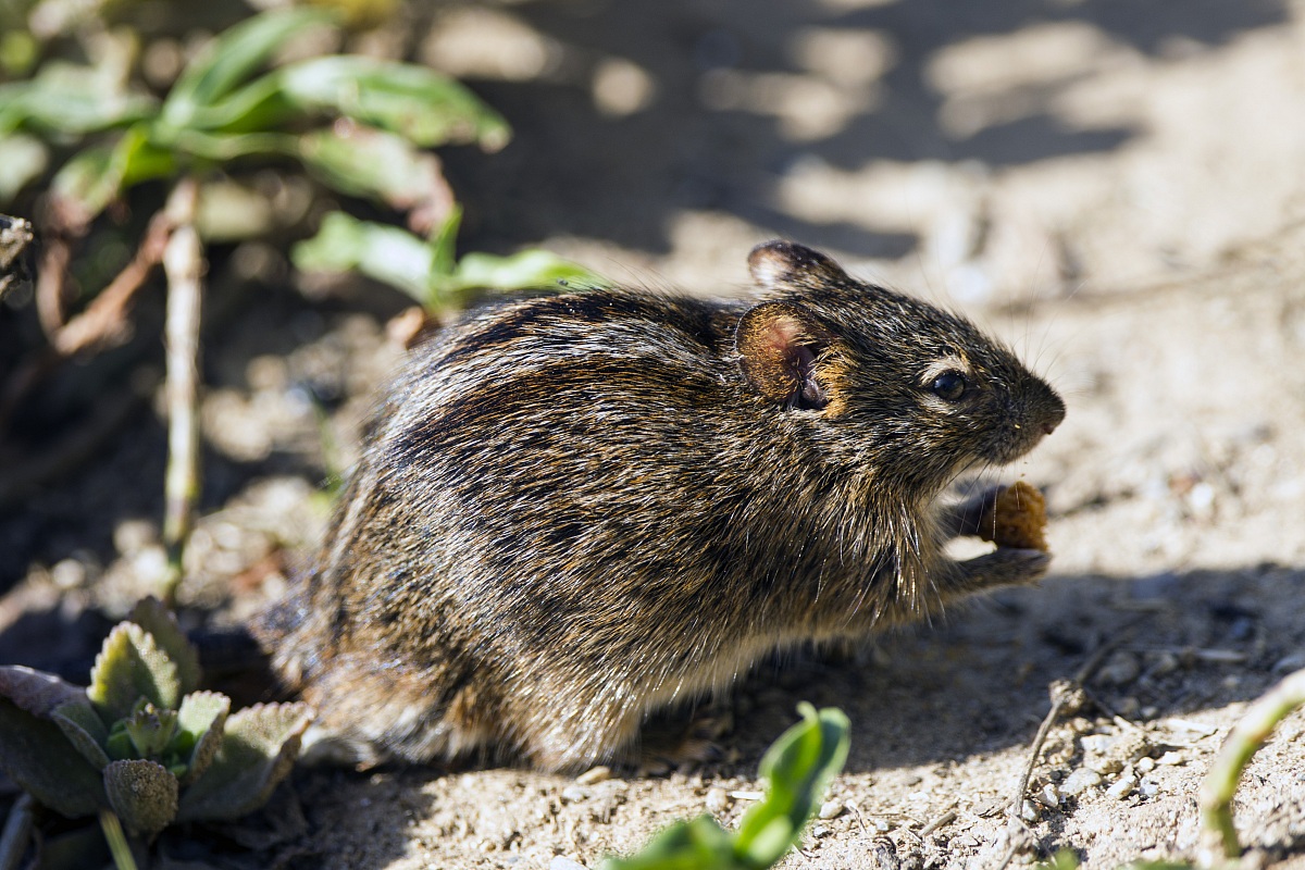 Mickey Mouse? Squirrel?