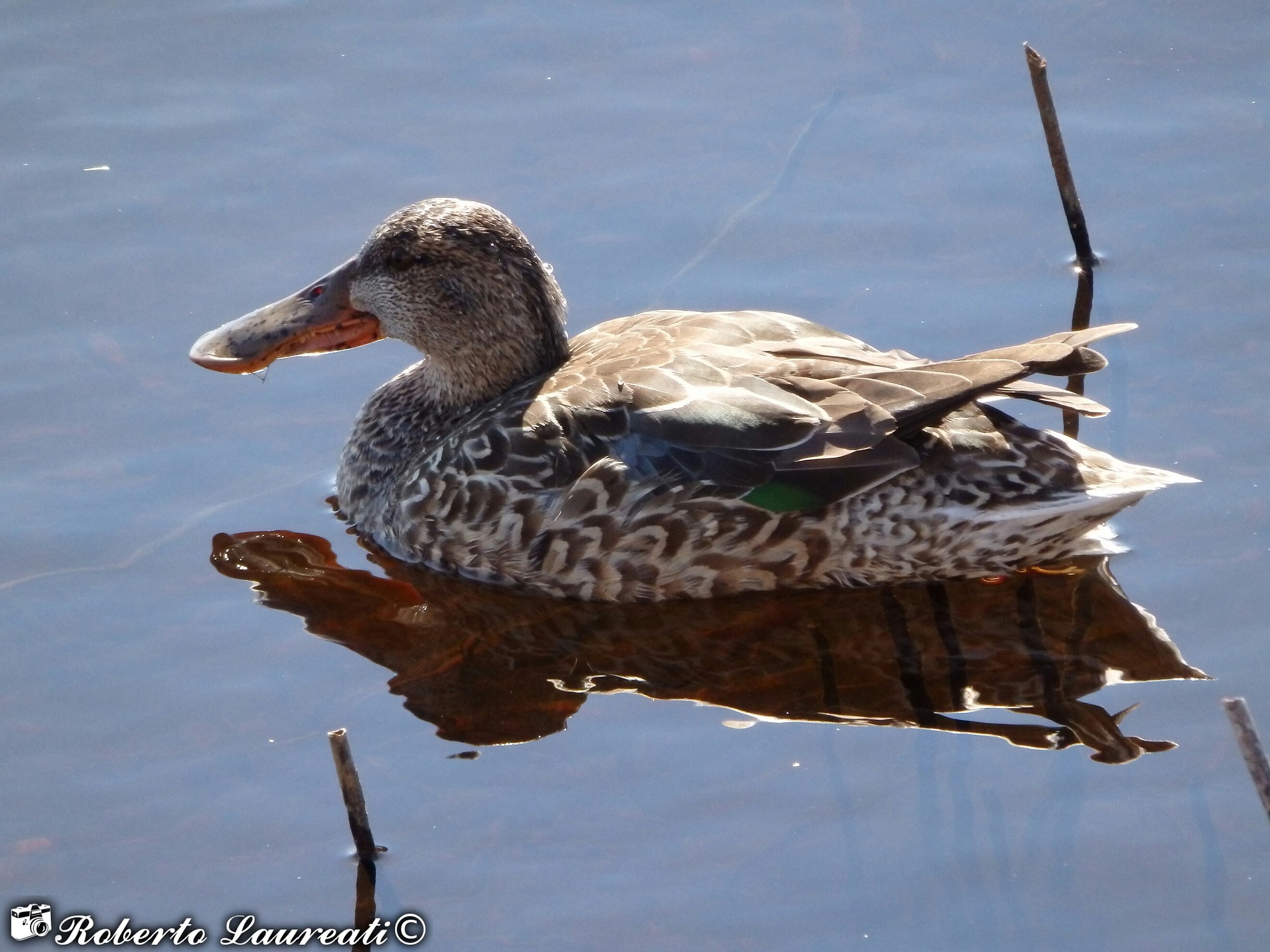 Female shoveler (Anas clypeata)