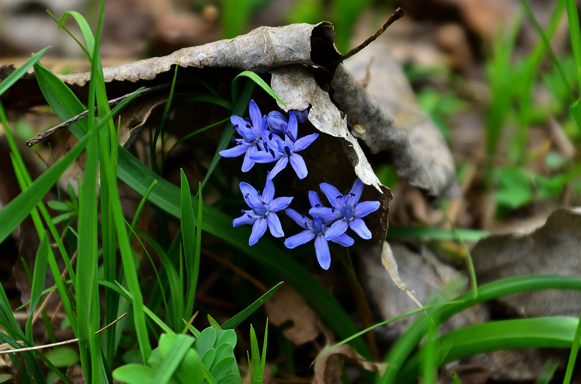 Scilla bifolia
