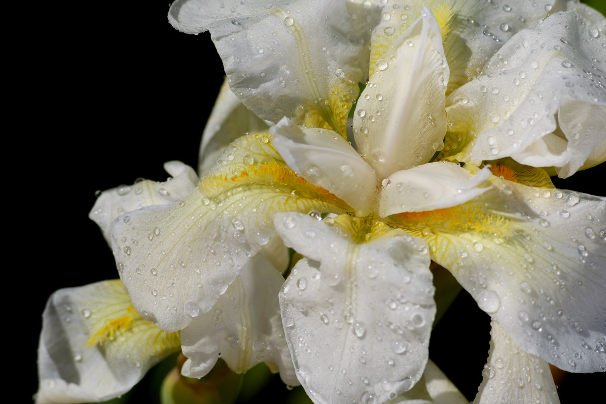 Good Spring - 20170321