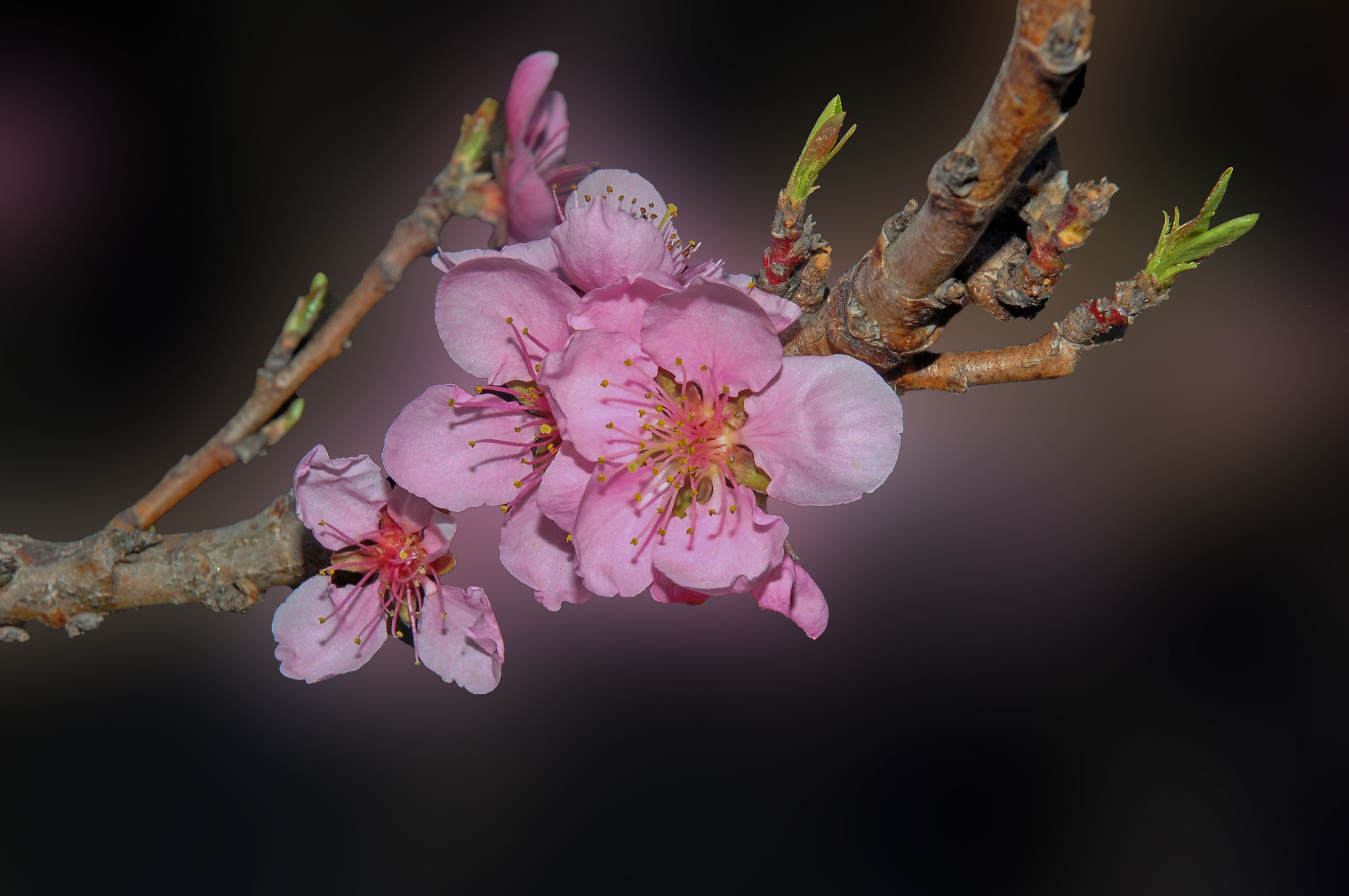 Prunus persica