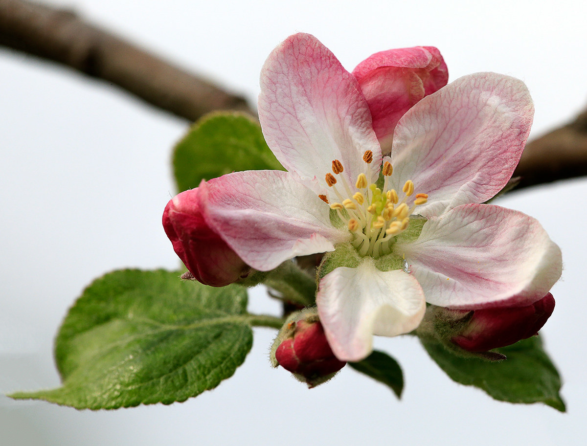 Apple Blossom