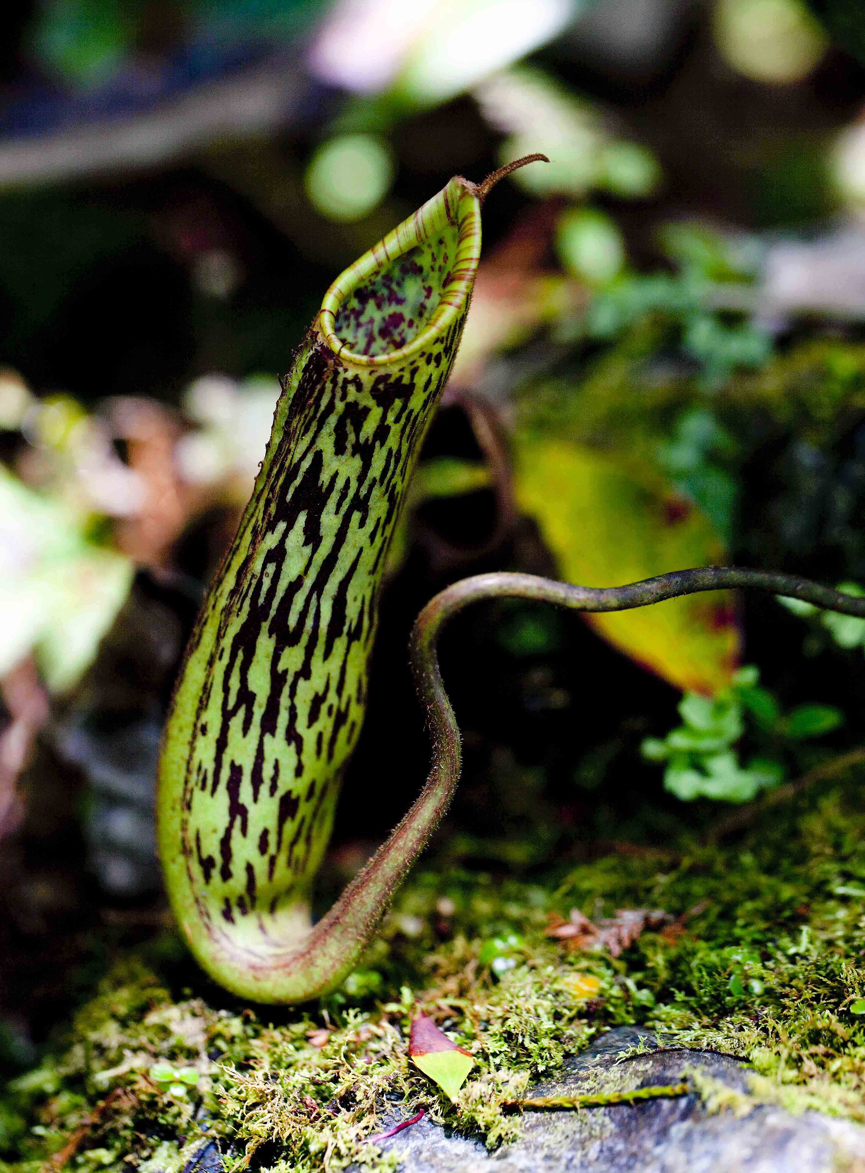 Nepenthes hemsleyana