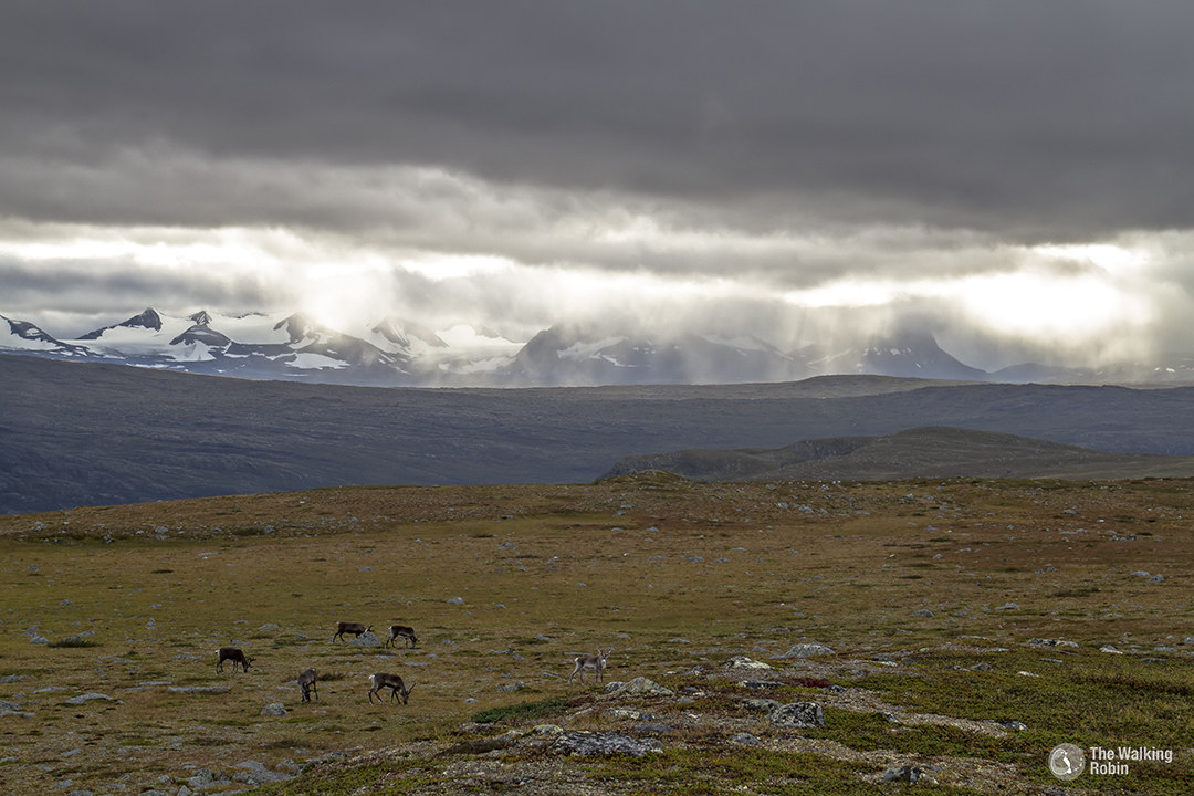 The herd and the Sarek