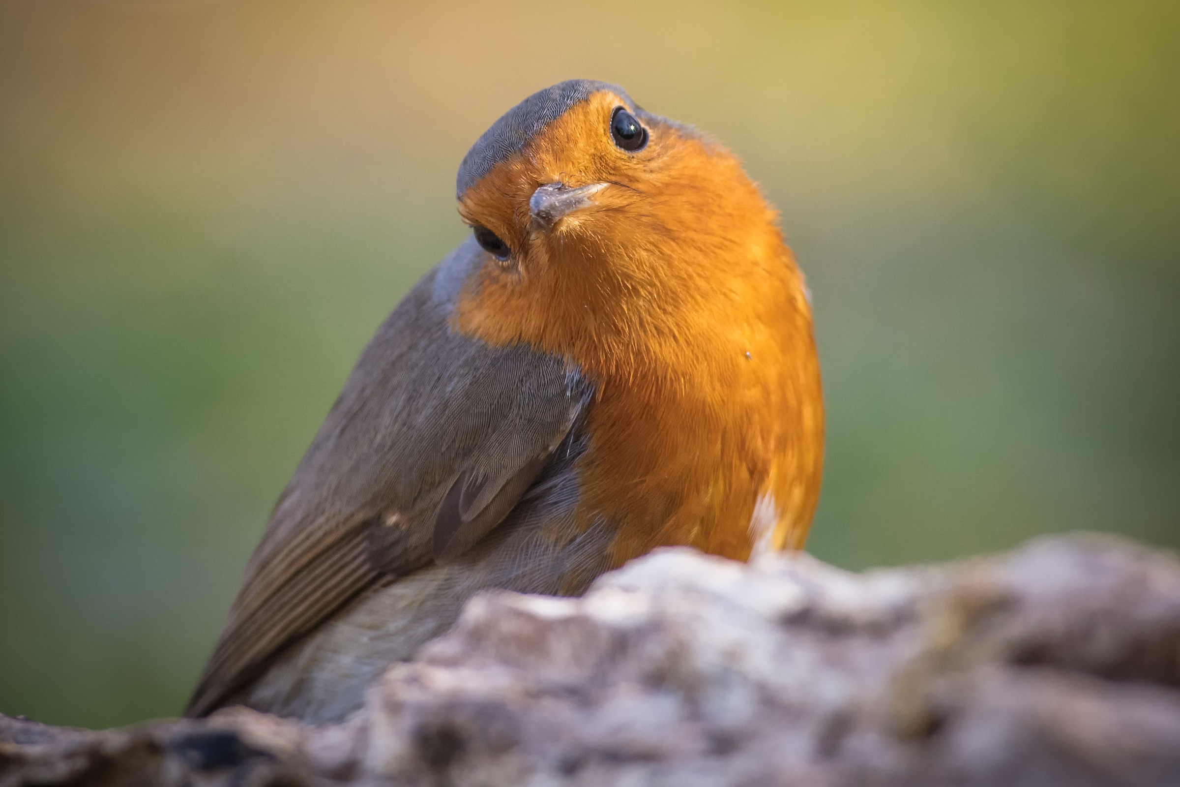 they are irresistible